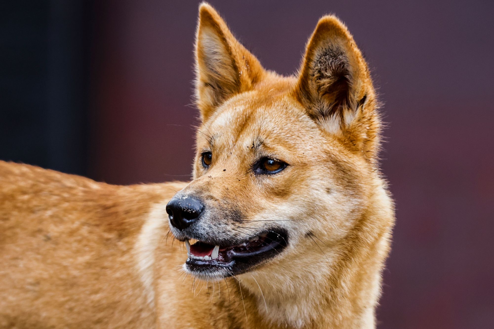 <p>A dingo in Sydney</p>