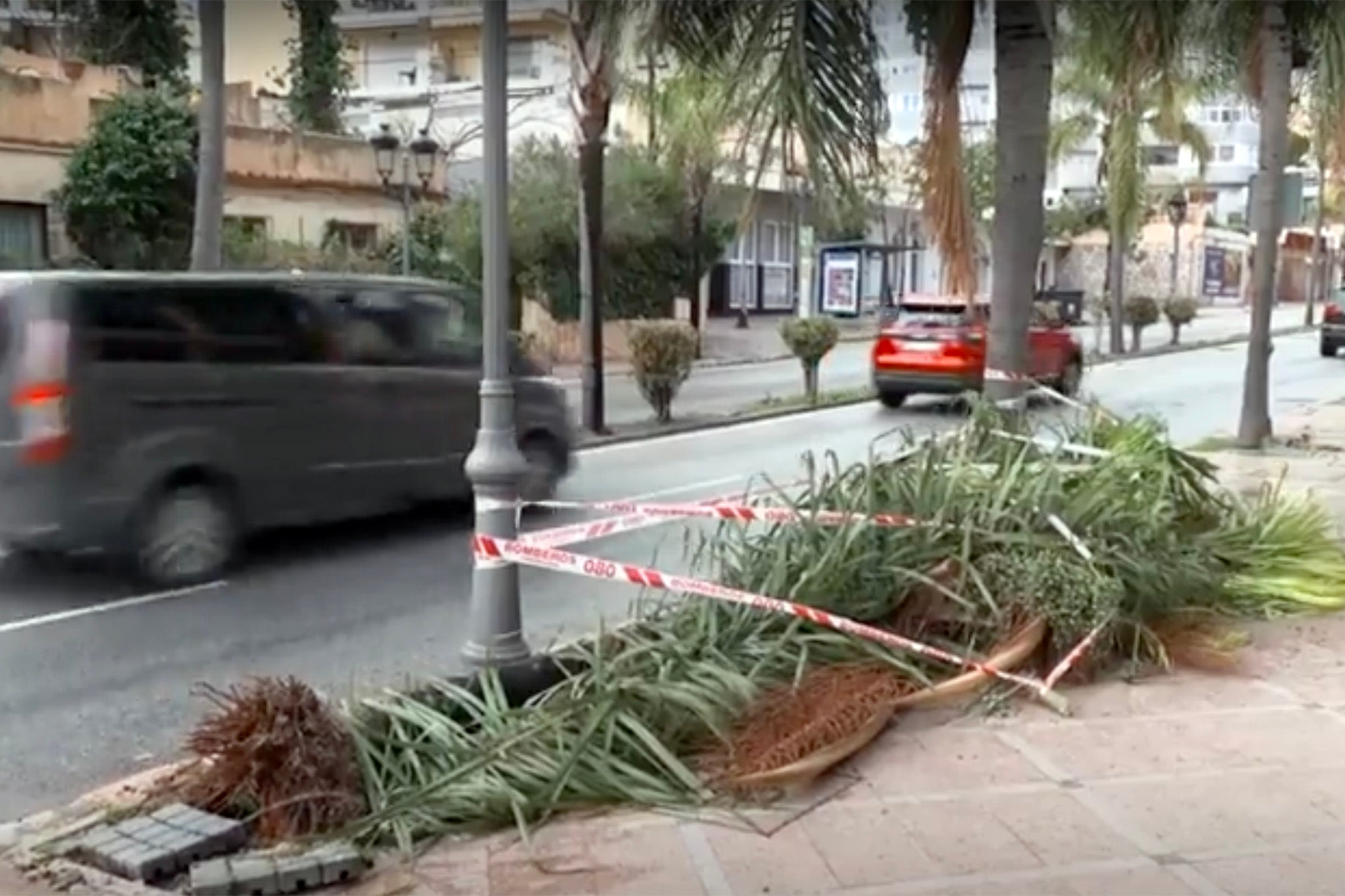 The woman was killed by a falling tree in the south of Spain