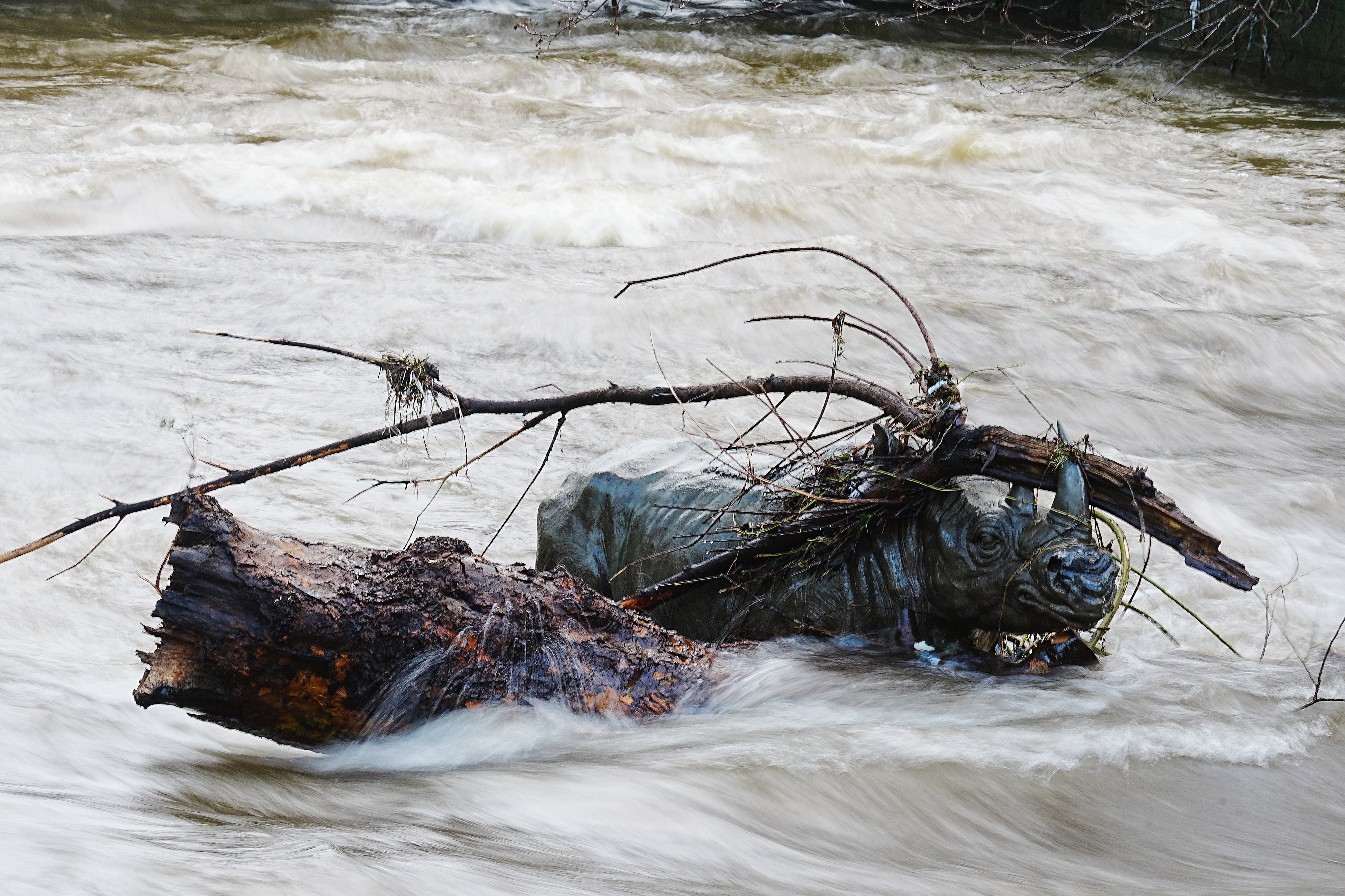 A statue of a rhino in the Dodder river, Dublin, reemerges along with some debris having been completely submerged as Storm Chandra hit the island of Ireland