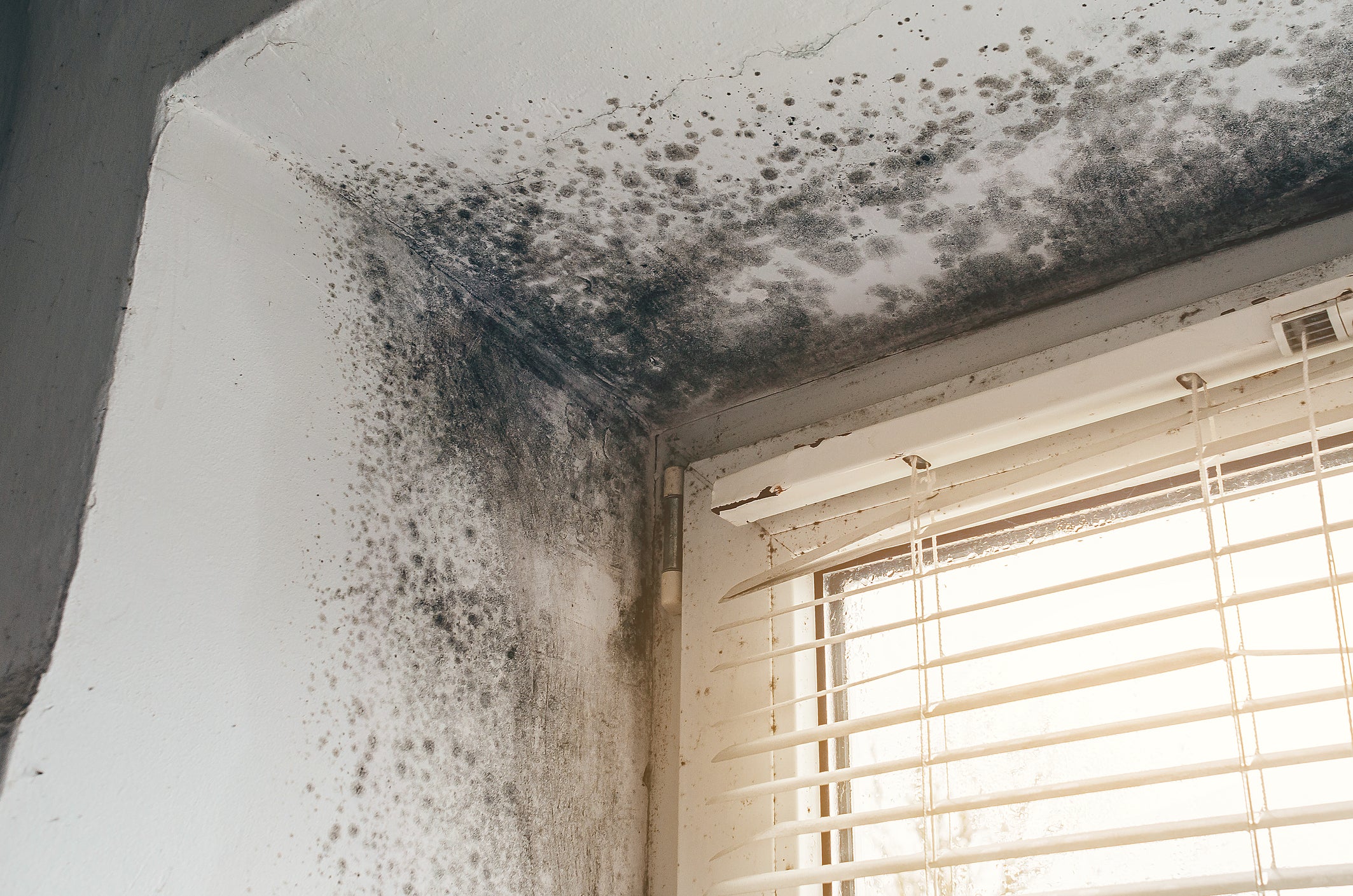 Black mould can have severe health effects on anyone residing in a property