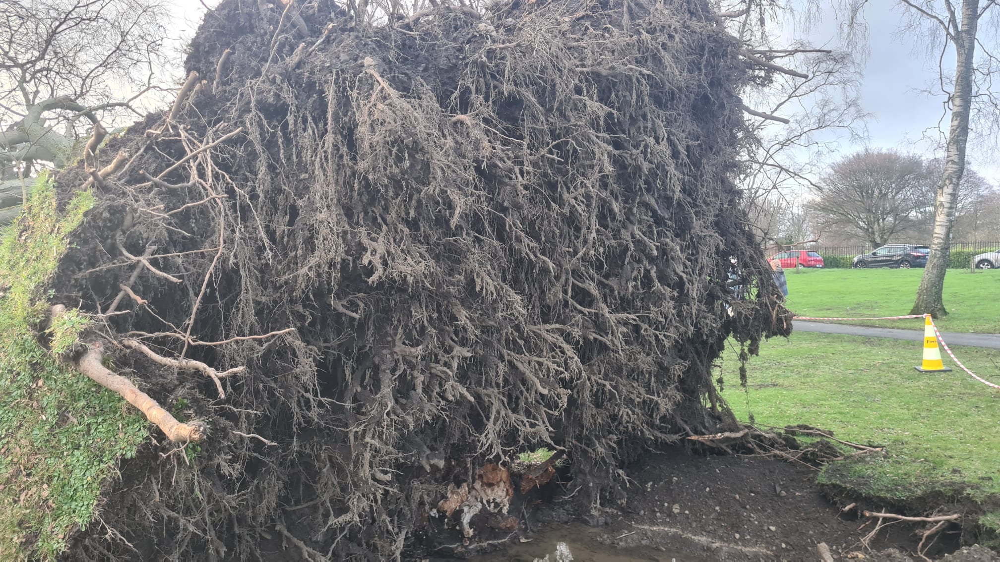An uprooted tree in Pheonix Park, Dublin, after Storm Chandra hit the island of Ireland