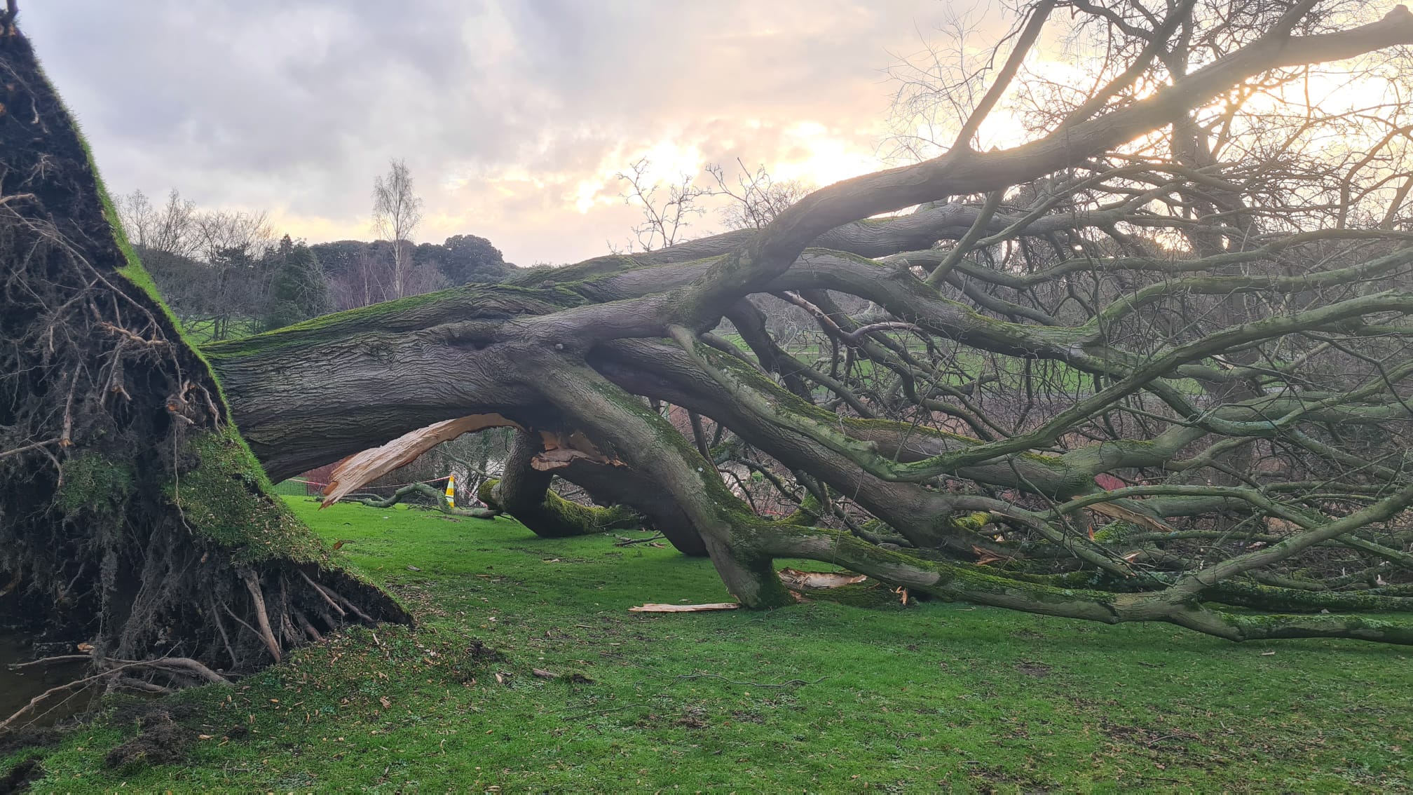 An uprooted tree in Pheonix Park, Dublin, after Storm Chandra hit the island of Ireland