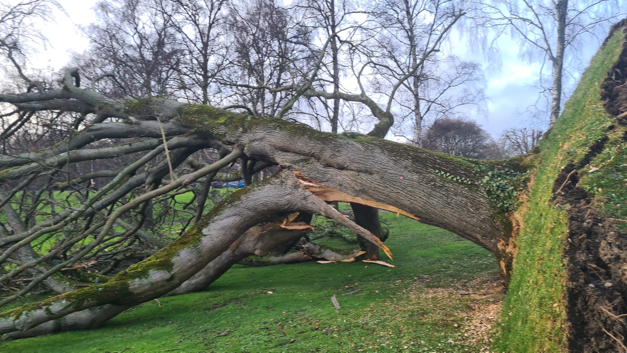 An uprooted tree in Pheonix Park, Dublin, after Storm Chandra hit the island of Ireland