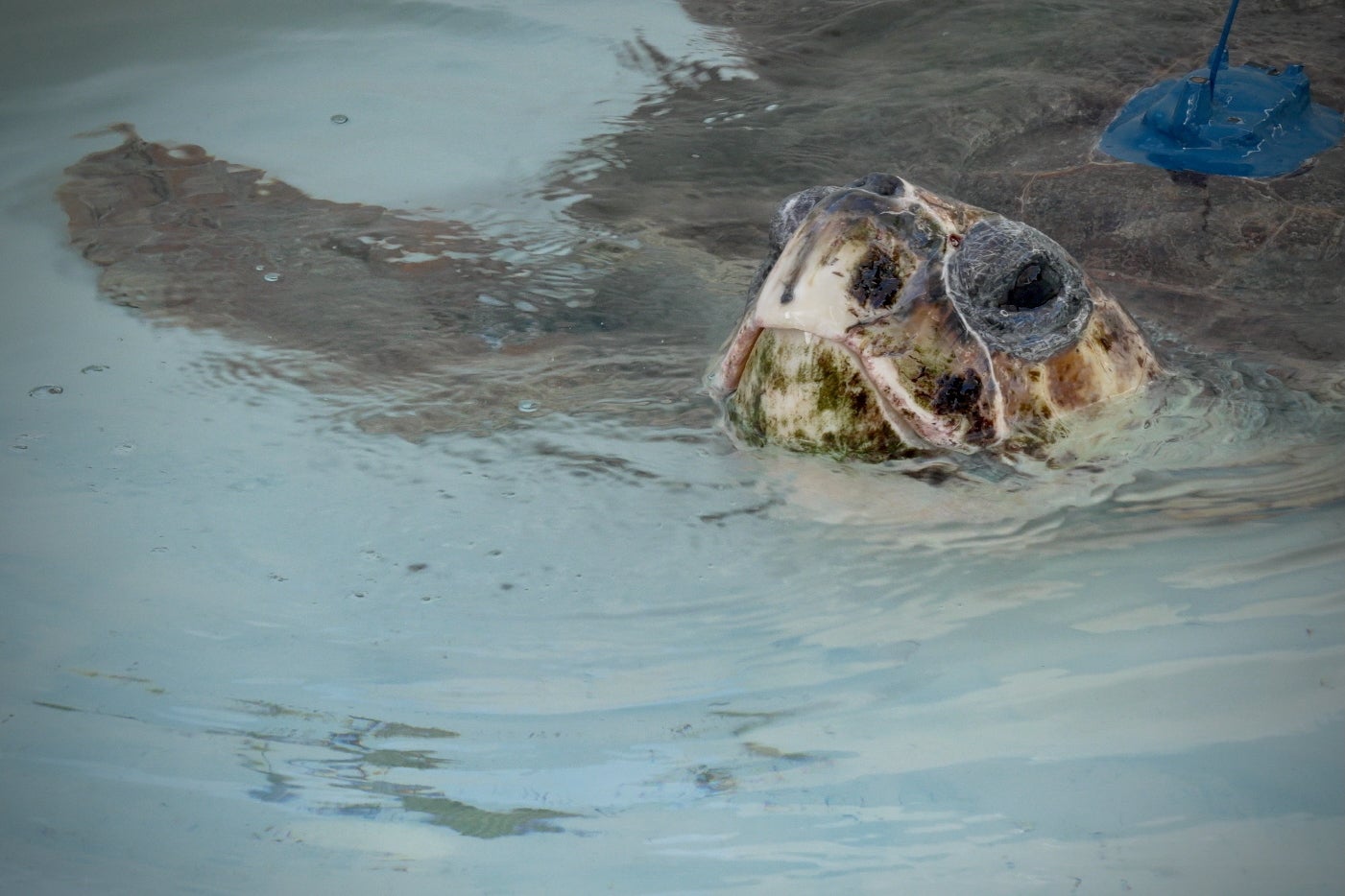 Sea Turtle Release