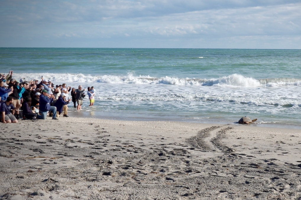 Sea Turtle Release