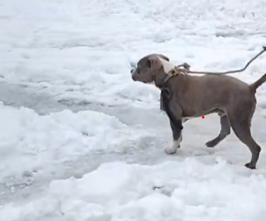 Sherru walks after being rescued