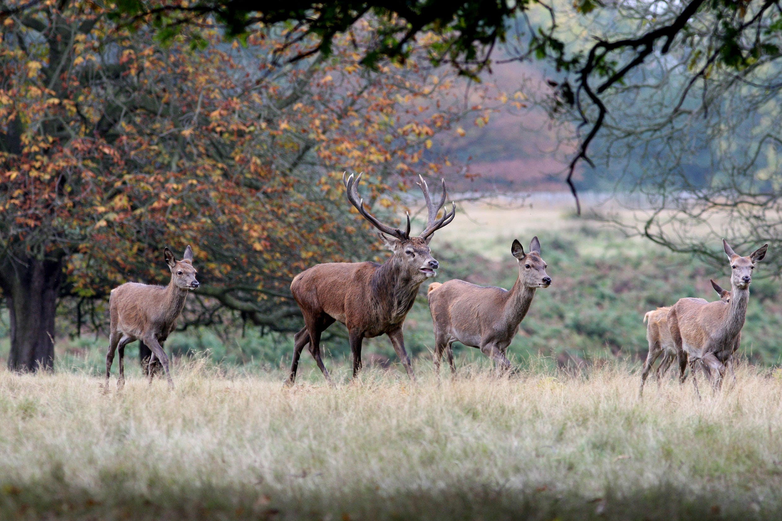 Deer at Richmond Park (PA)