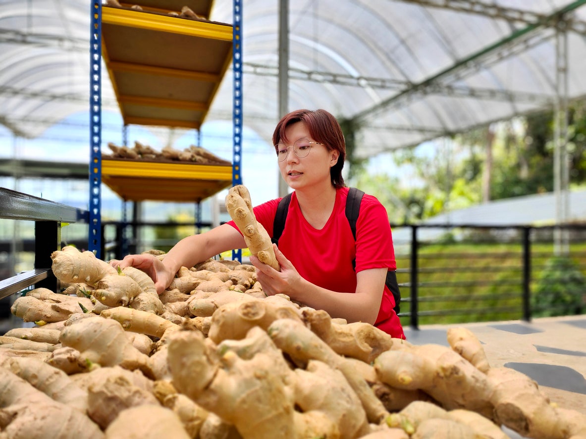 Ginger shots have long been used in the U.S., boasting multiple health benefits. But are they worth the spicy kick?