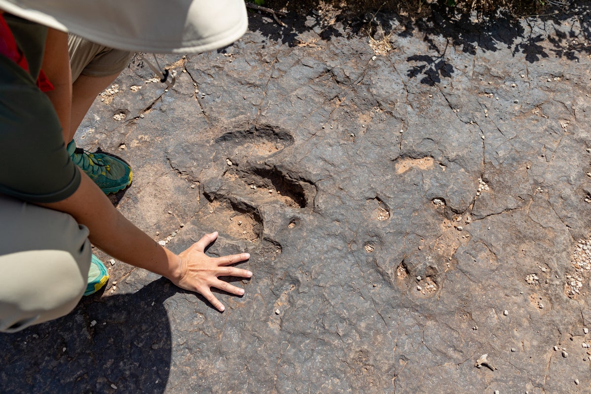Youngest dinosaur tracks ever discovered on South African coastline