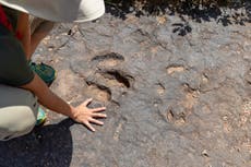 Fossil hunters discover region’s youngest dinosaur tracks