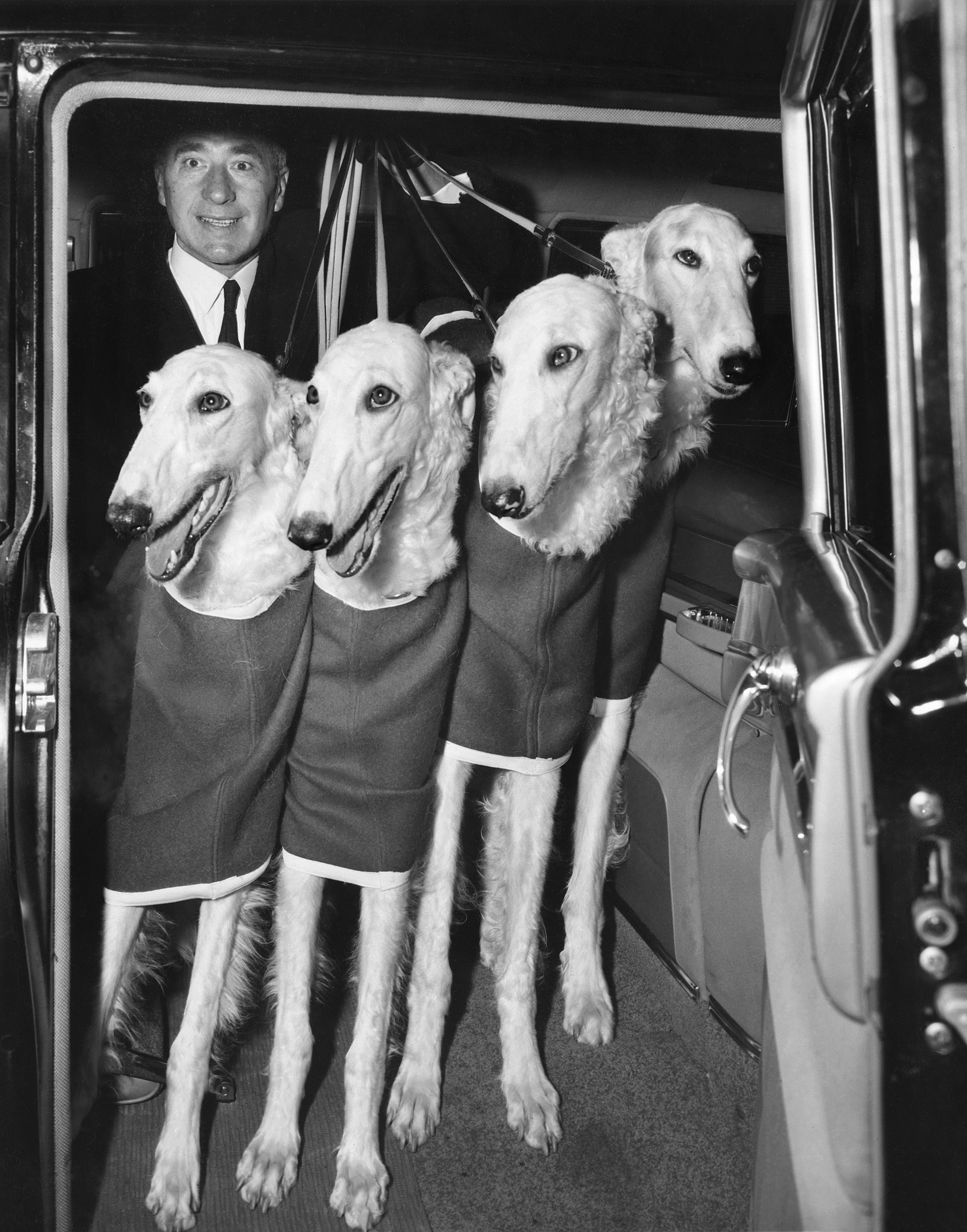 Four Russian wolfhounds arrive by limousine with chauffeur Jim Colby at the Westminster Kennel Club Dog Show at Madison Square Garden in New York,1956