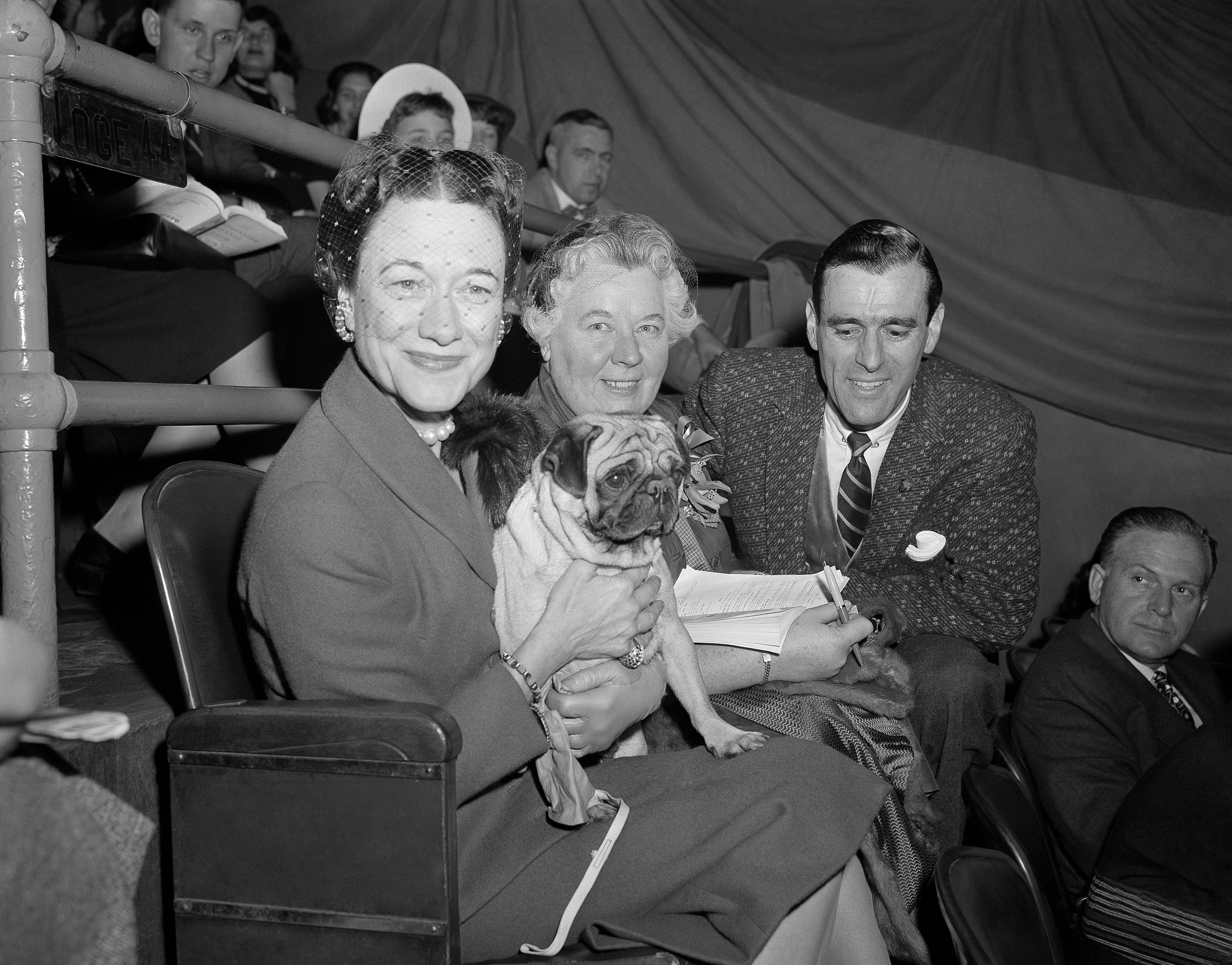 The Duchess of Windsor, Wallis Simpson, left, holds Ch. Pugville's Golden Victory during judging of the pug class during the Westminster Kennel Club Show in 1956