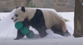 Watch: Giant pandas tumble and play as winter storm blankets Washington DC in snow