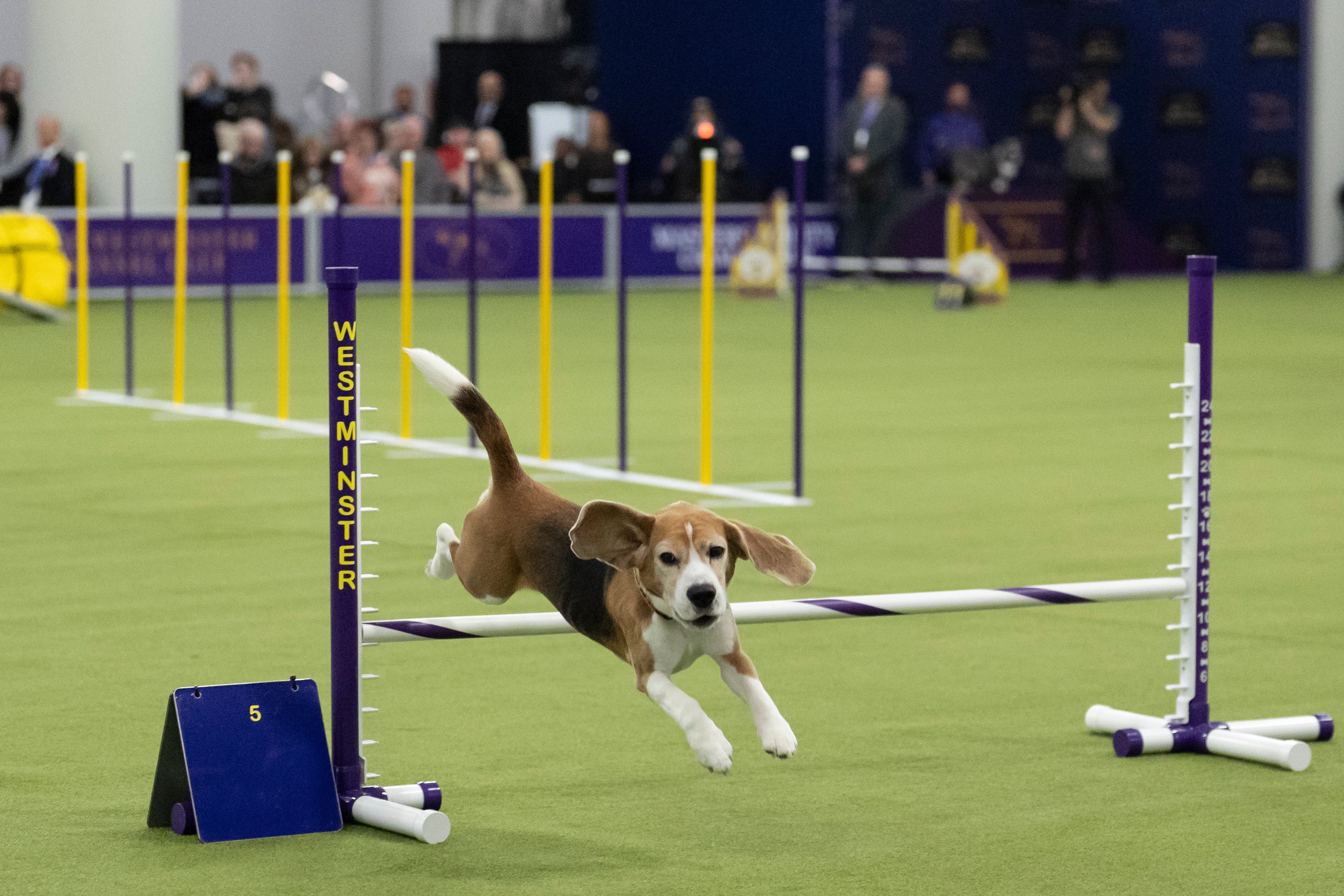 Westminster Dog Show