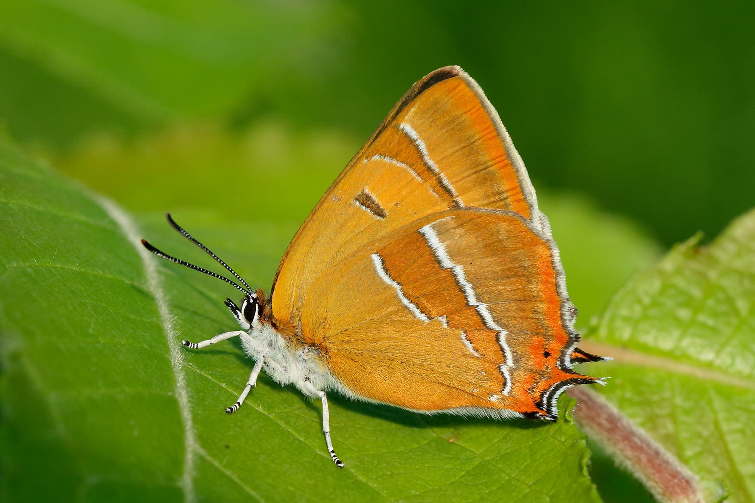 Brown hairstreak butterflies have received a boost from wilder hedges (Iain H Leach/PA)
