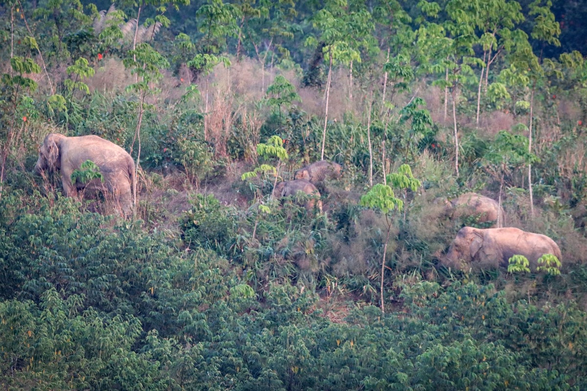 Wild elephant kills 69-year-old tourist exercising near his camp at Thailand national park