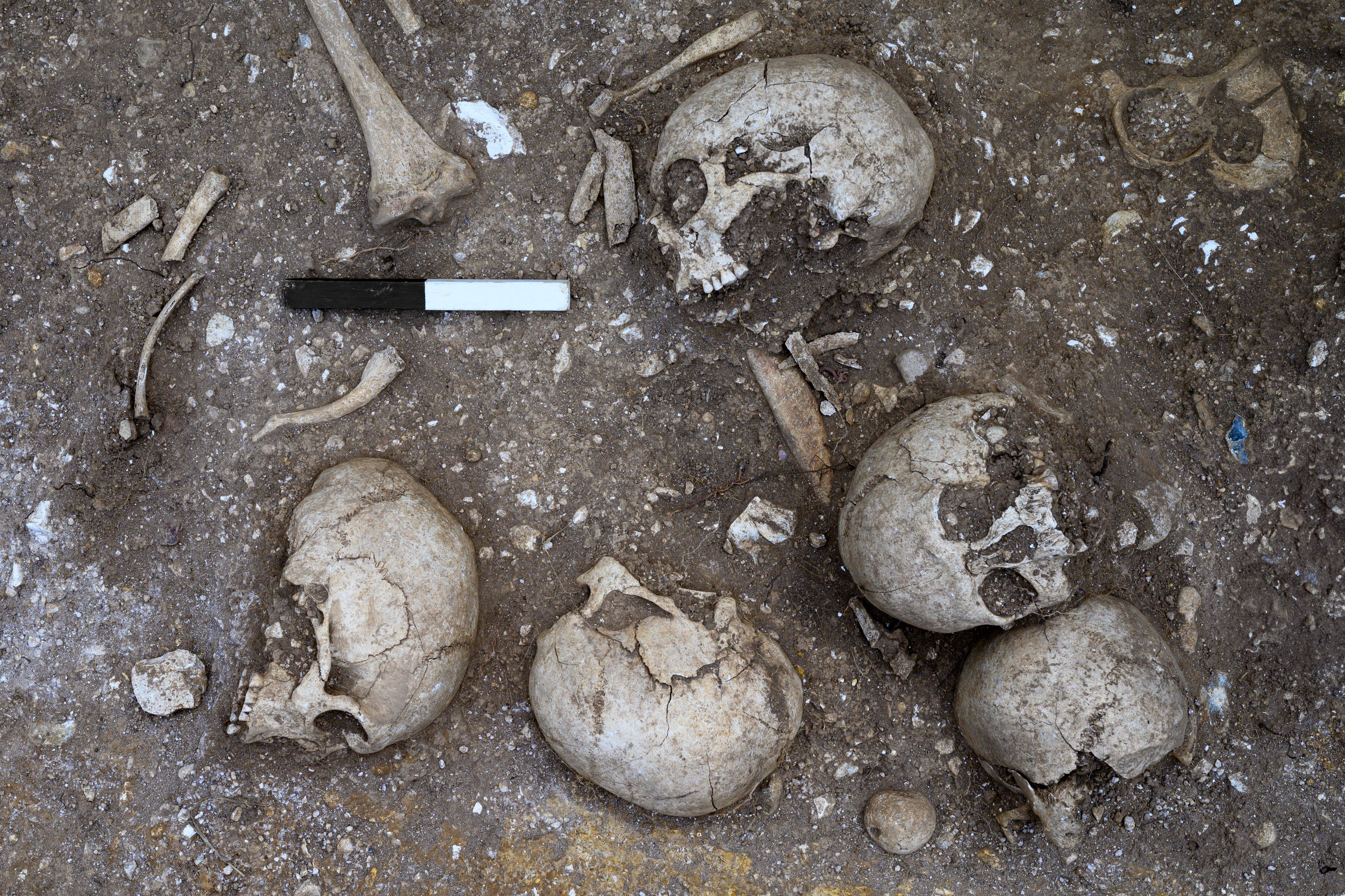 Skulls in the possible execution pit discovered at Wandlebury Country Park near Cambridge (Cambridge Archaeological Unit/David Matzliach/PA)