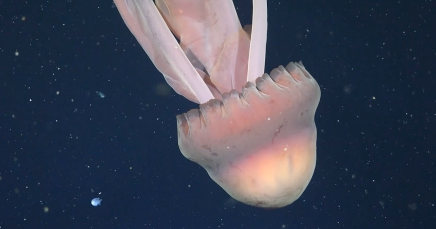 <p>Phantom jellyfish</p>