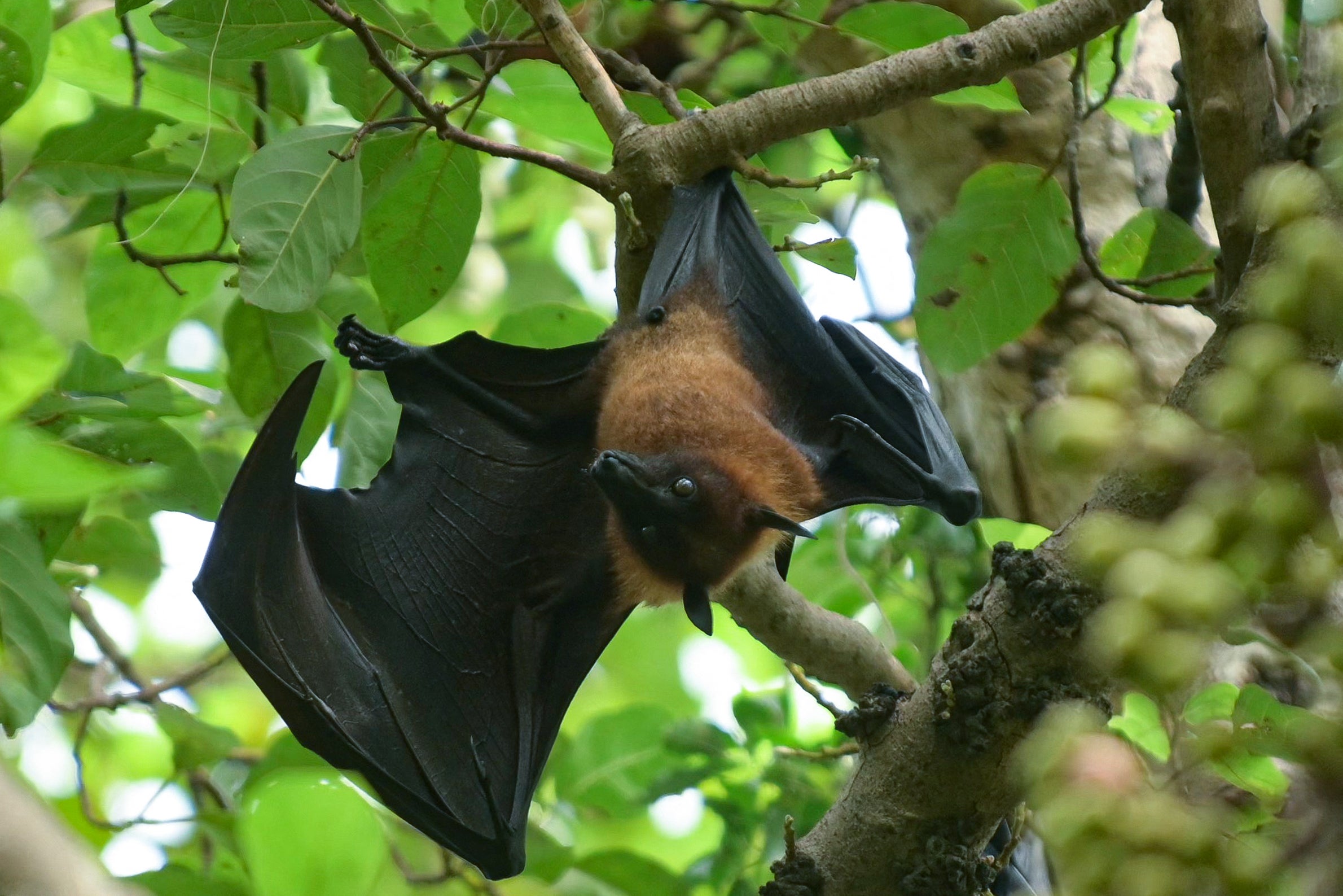 A flying fox (Pteropus Vampyrus) hangs on the branches of a tree at a garden in Amritsar