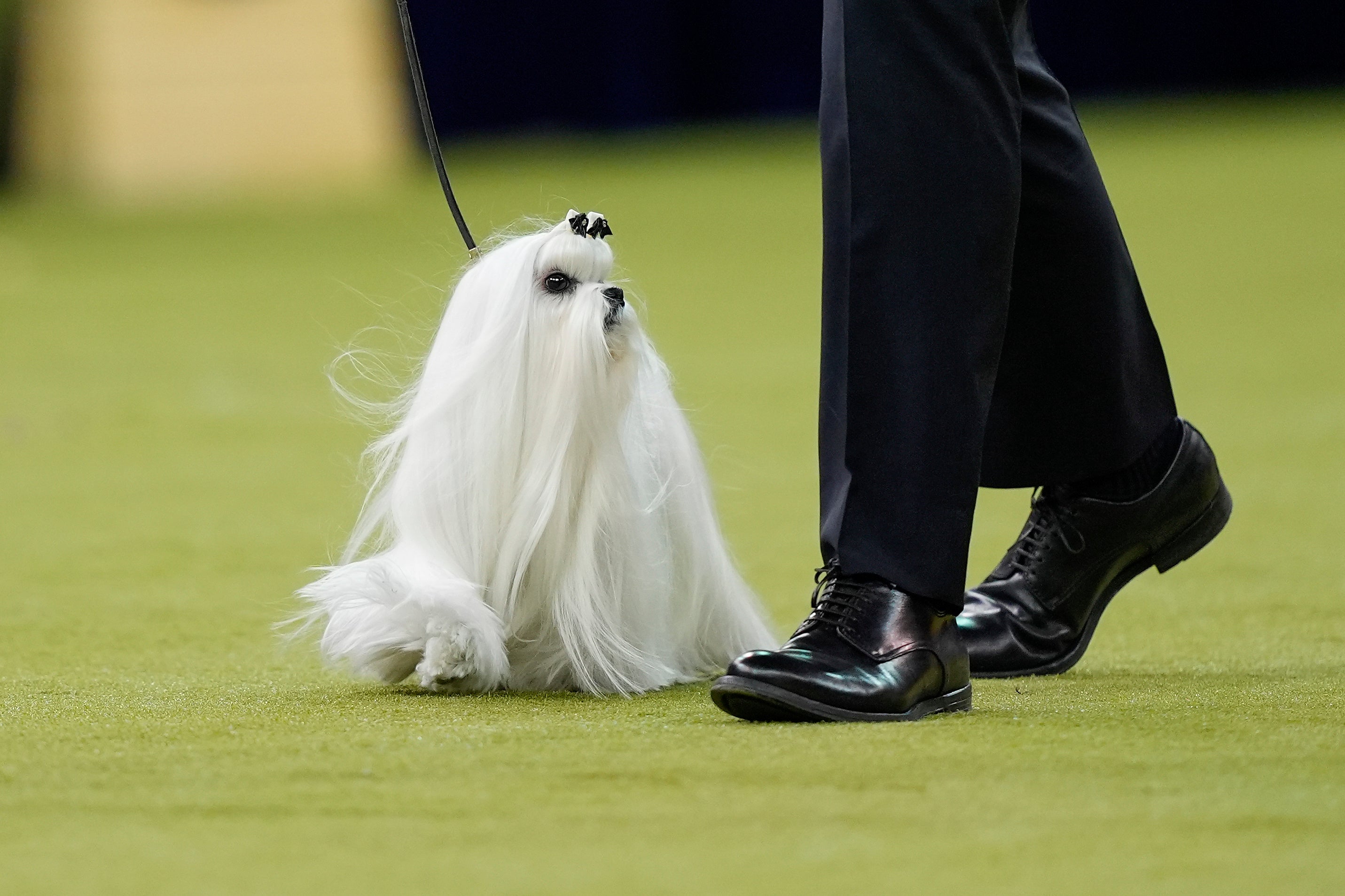 Cookie, a Maltese, competes in the Best in Show judging of the 150th Westminster Kennel Club Dog Show