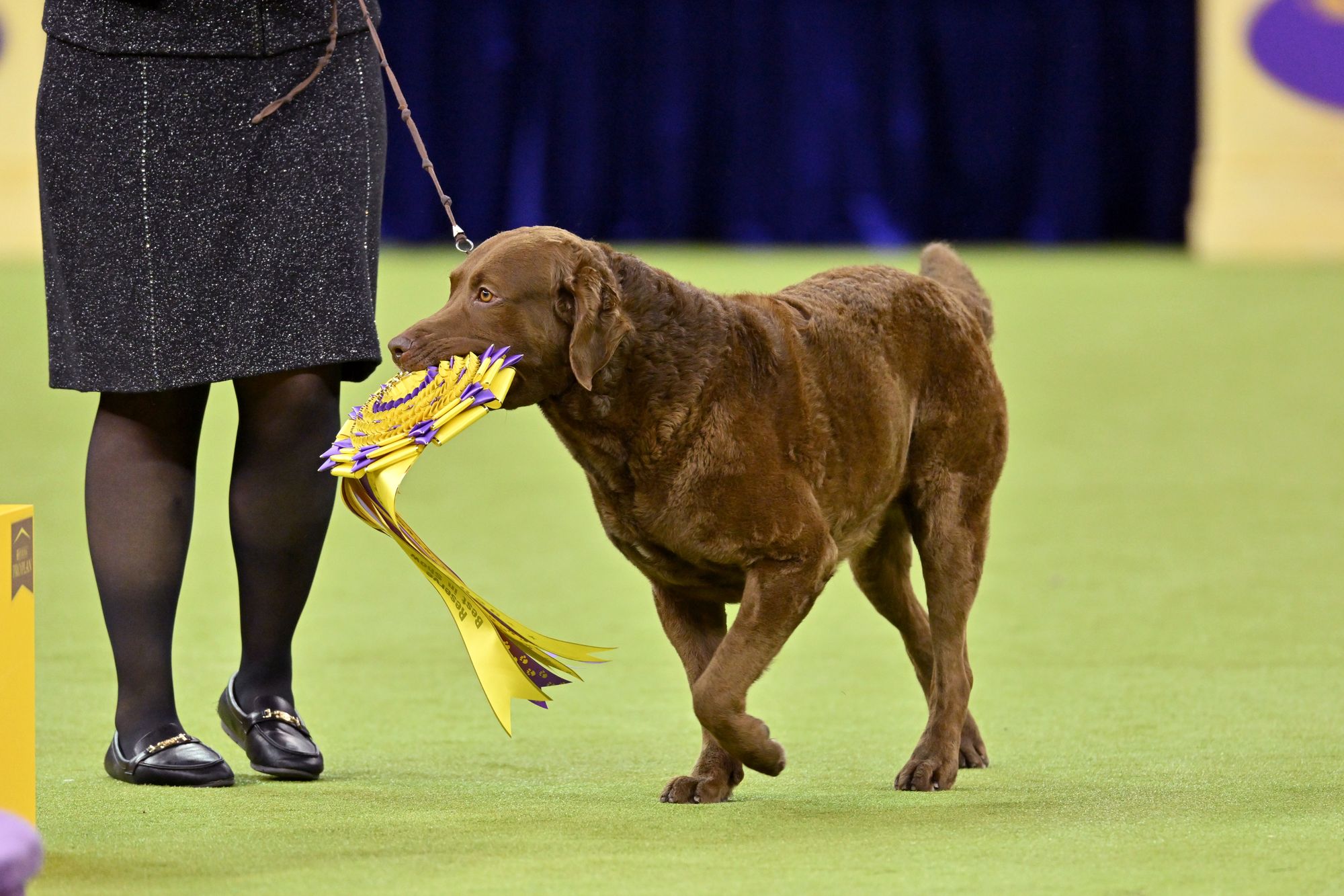 Cota, the Chesapeake Bay Retriever, 1st place winner of Sporting Group