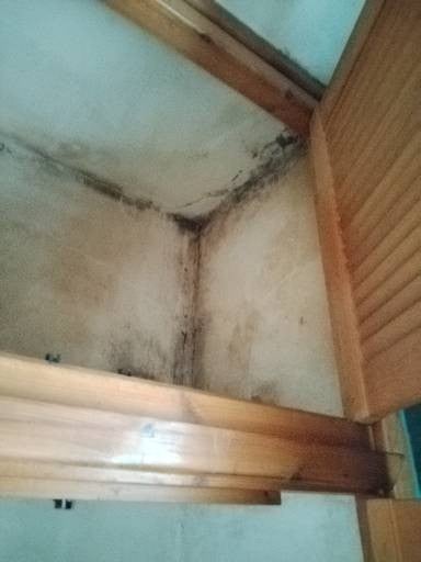 Mould forming inside a cupboard in Tish’s Liverpool home