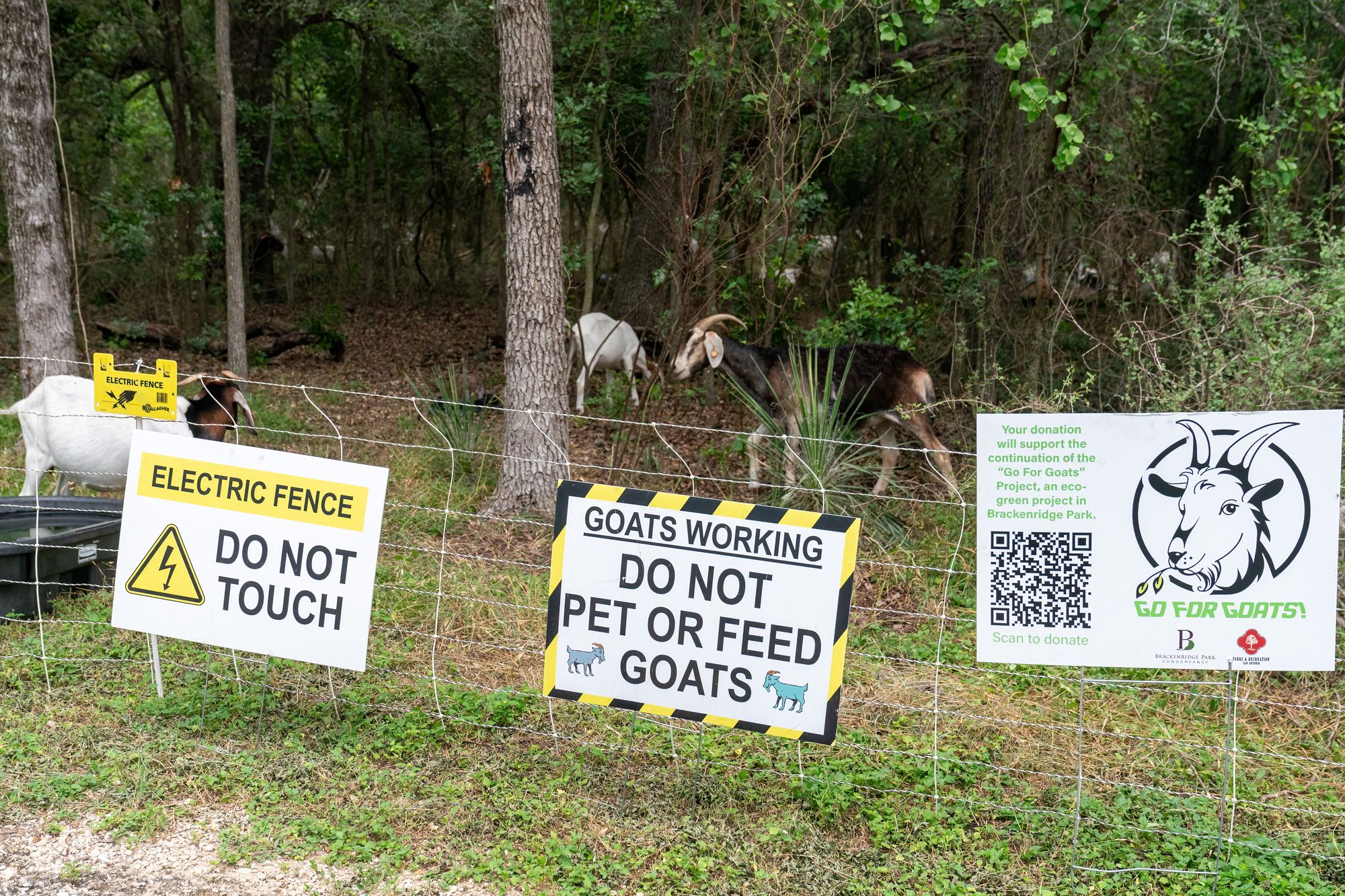Goats were used in San Antonio to clear vegetation in 2023. Dallas officials have utilized the eco-friendly solution before, too