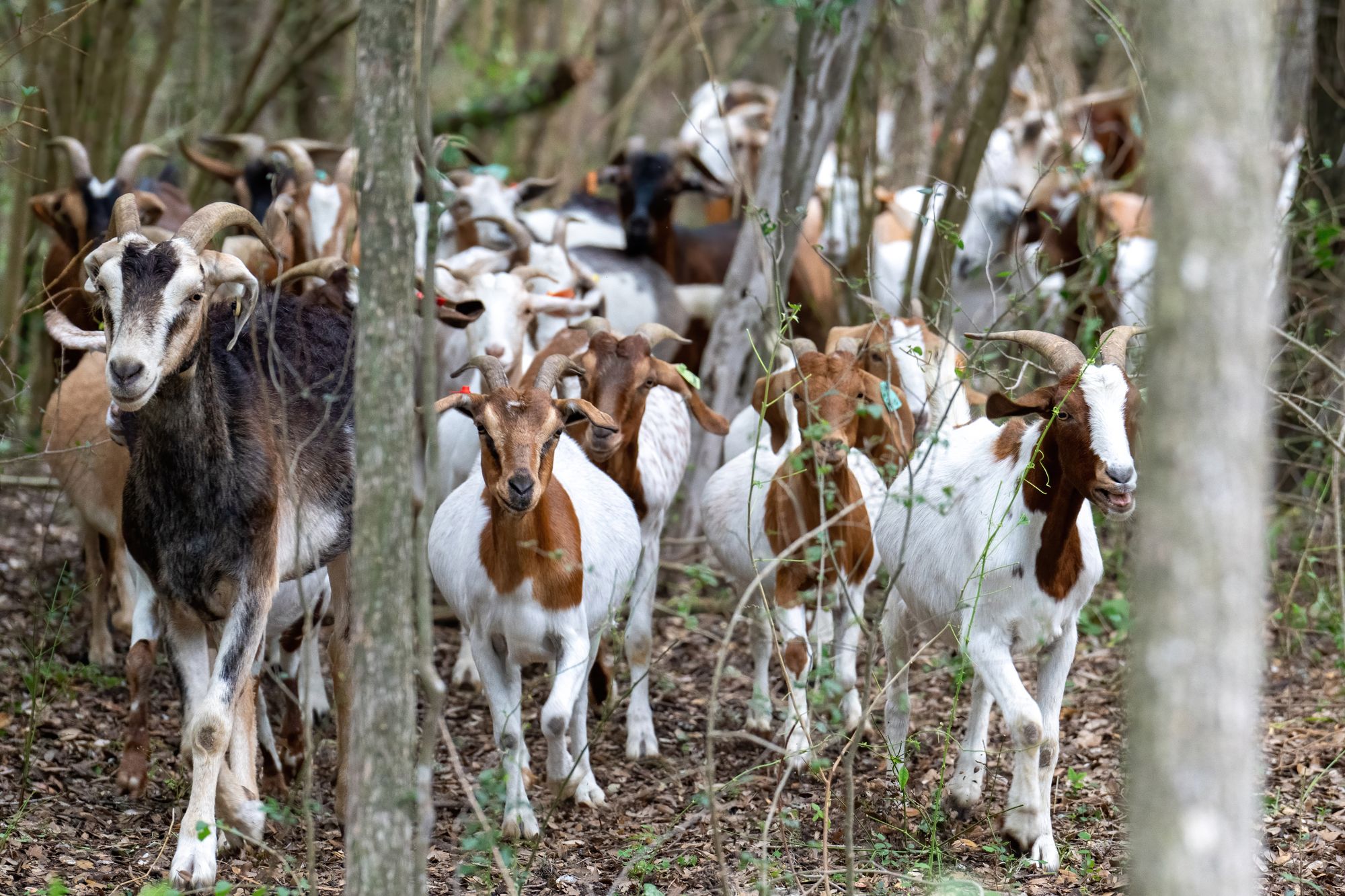 <p>Goats eat overgrown vegetation at the Brackenridge Park Conservancy in San Antonio, Texas, in 2023. Similar measures are being put in place this week in Dallas, where 260 goats arrived to remove invasive privet</p>