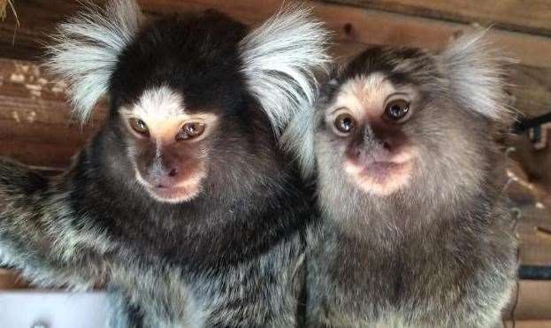 Two of the nine monkeys that Lisa-Marie Bearman and her partner Matt French own