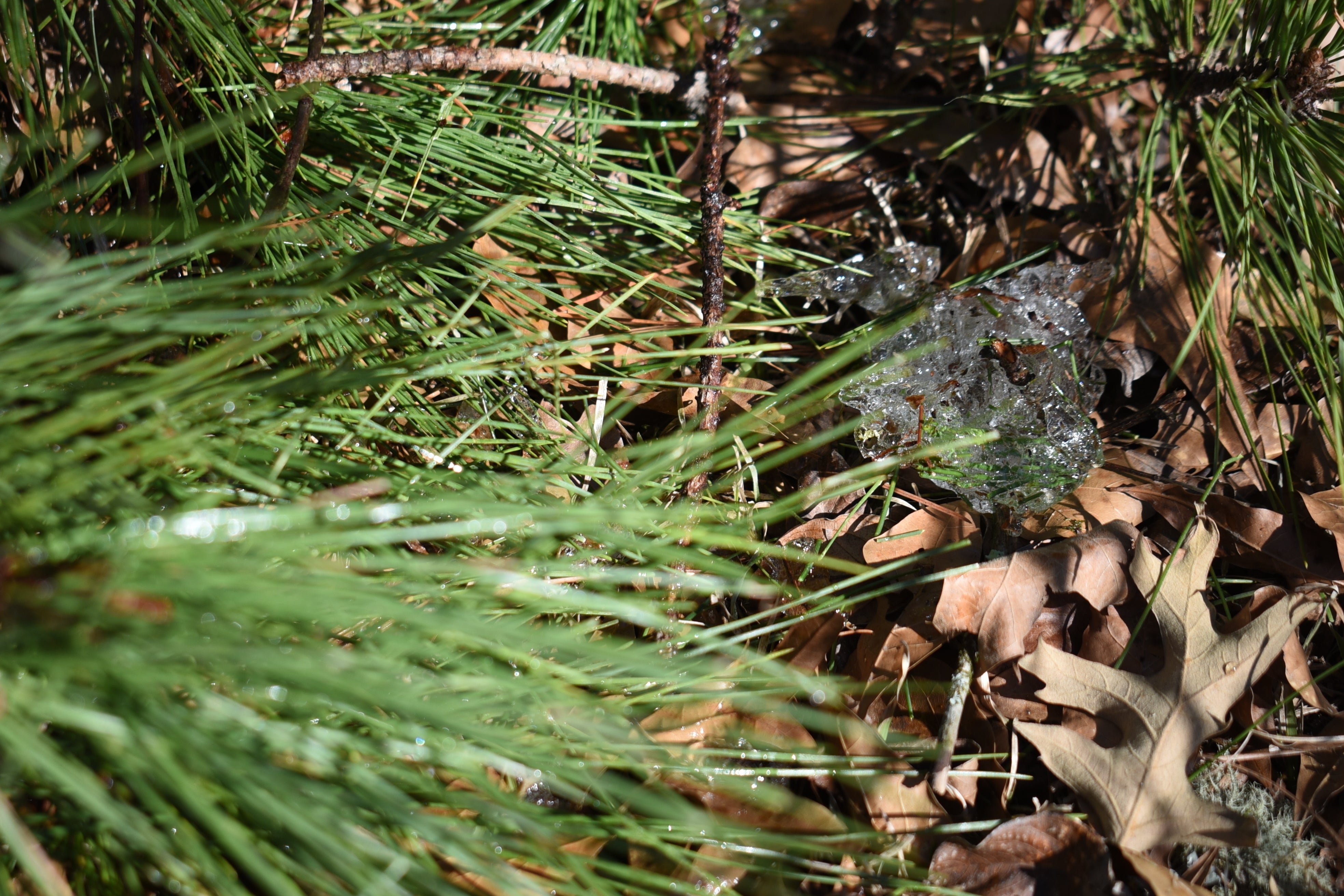 Winter Weather Mississippi