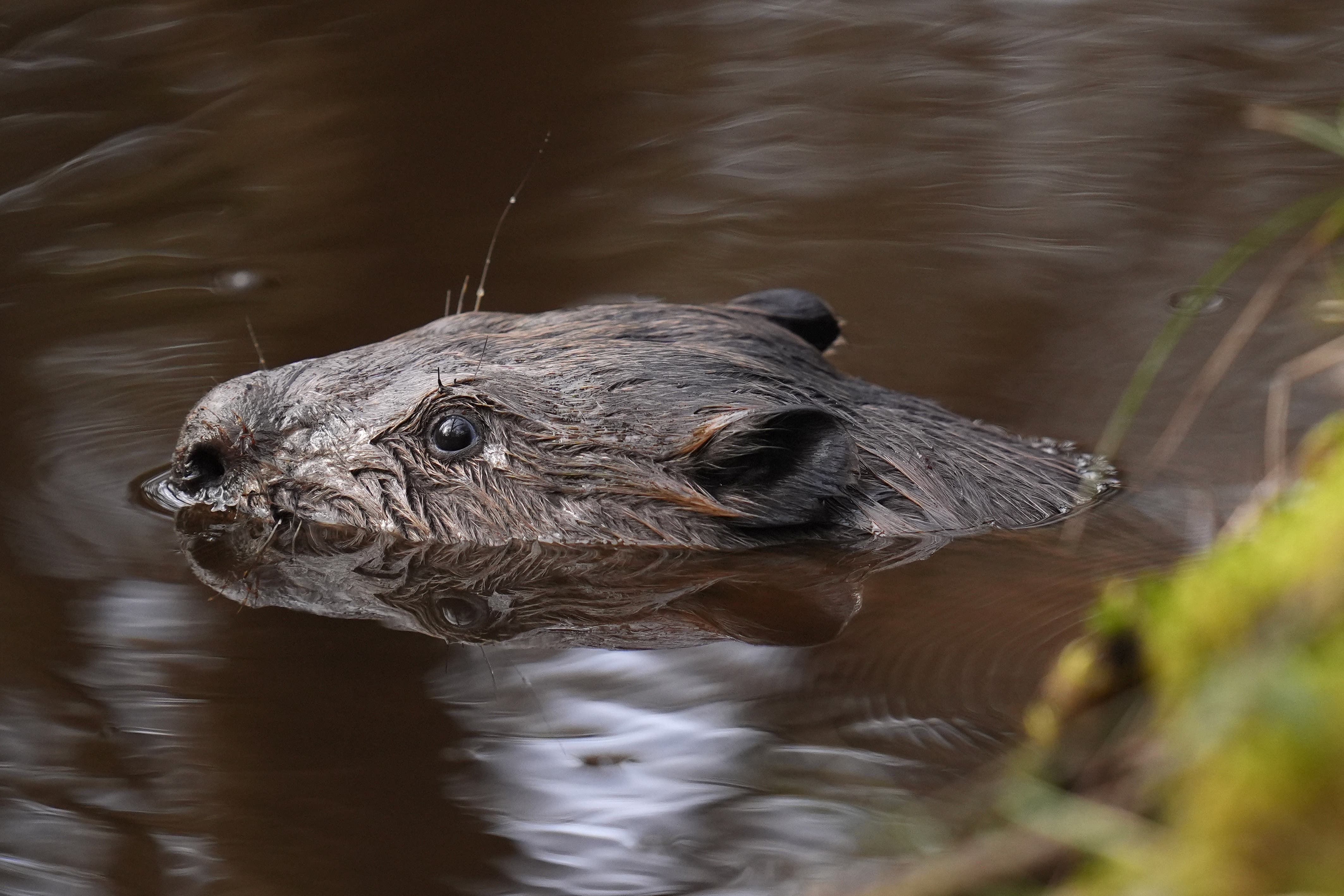 A beaver swimming following a licensed release at Purbeck Heaths National Nature Reserve in March 2025 (Andrew Matthews/PA)