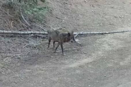 A gray wolf has been spotted in Los Angeles County for the first time in over 100 years, as she searches for a mate, according to a report
