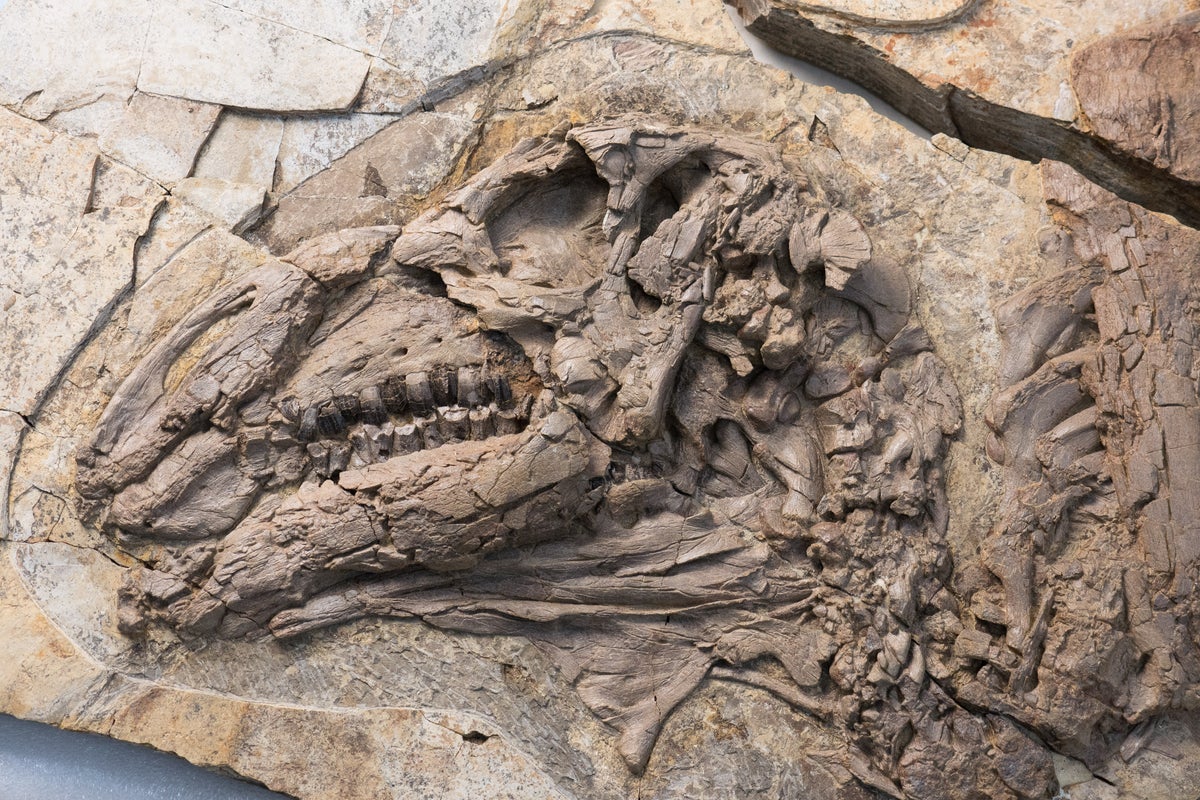 Newly unearthed fossil gives scientists unprecedented look at dinosaur skin
