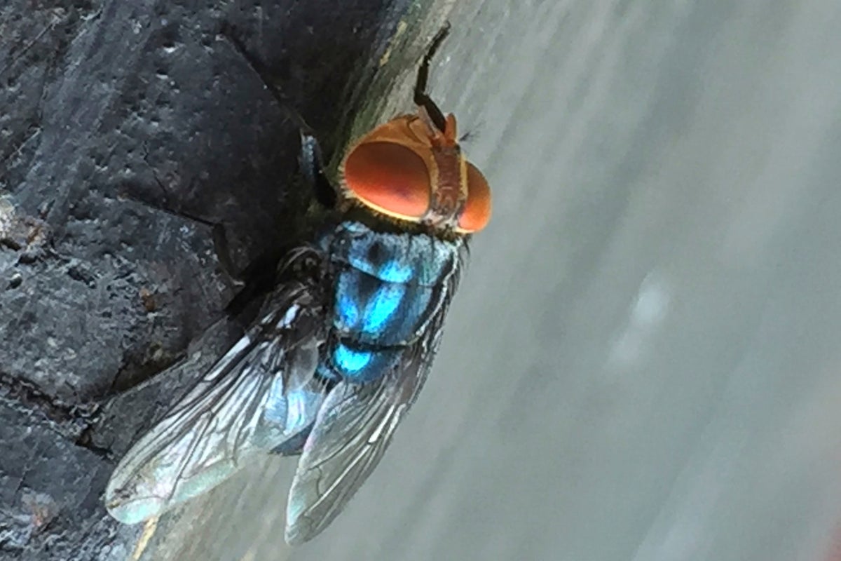 The flesh-eating fly threatening to reinvade the US after decades