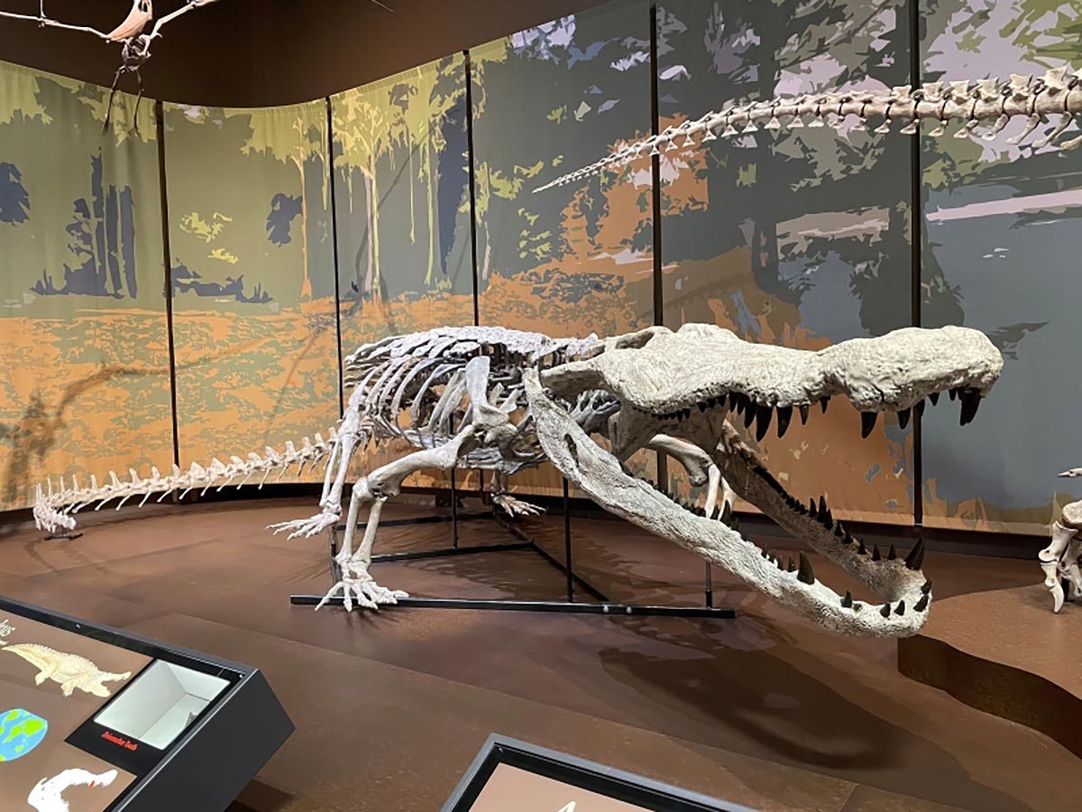 Fossil replica of Deinosuchus schwimmeri on display in the Tellus Science Museum.
