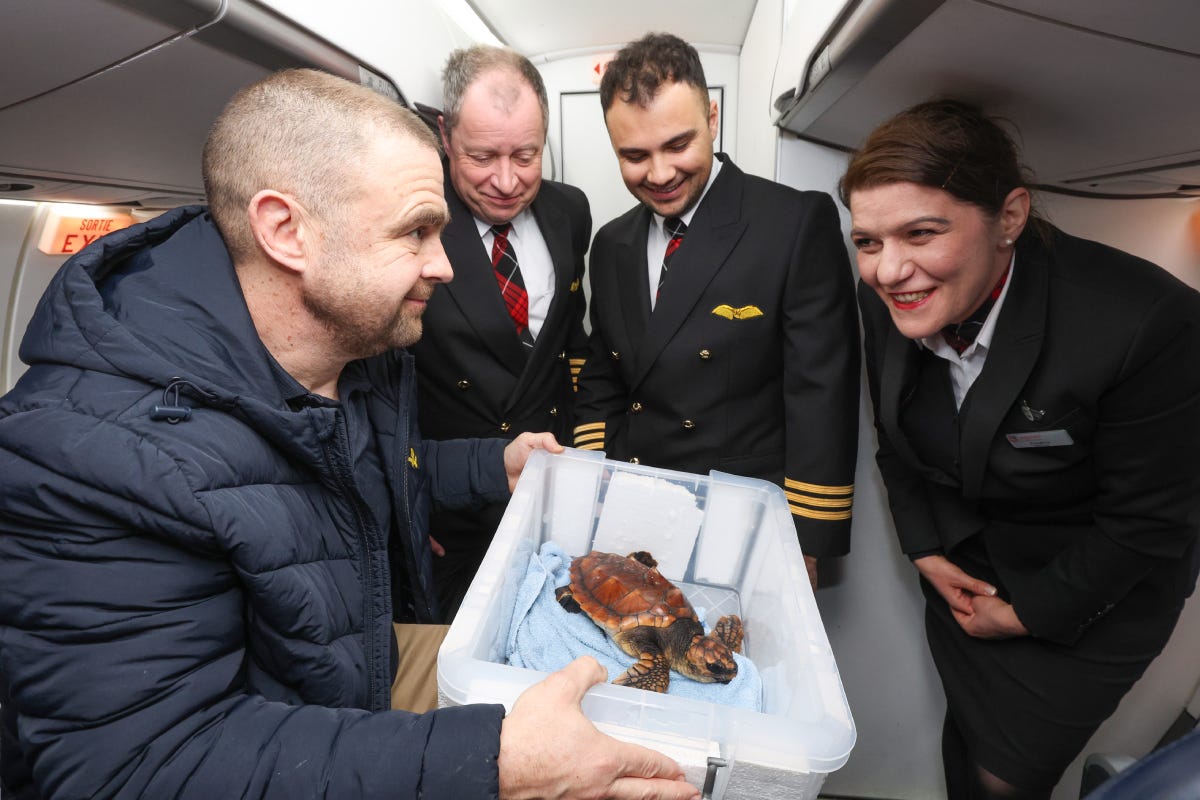 A rescued turtle was flown in an airliner’s passenger cabin because a sea crossing was deemed too stressful (Loganair/PA)