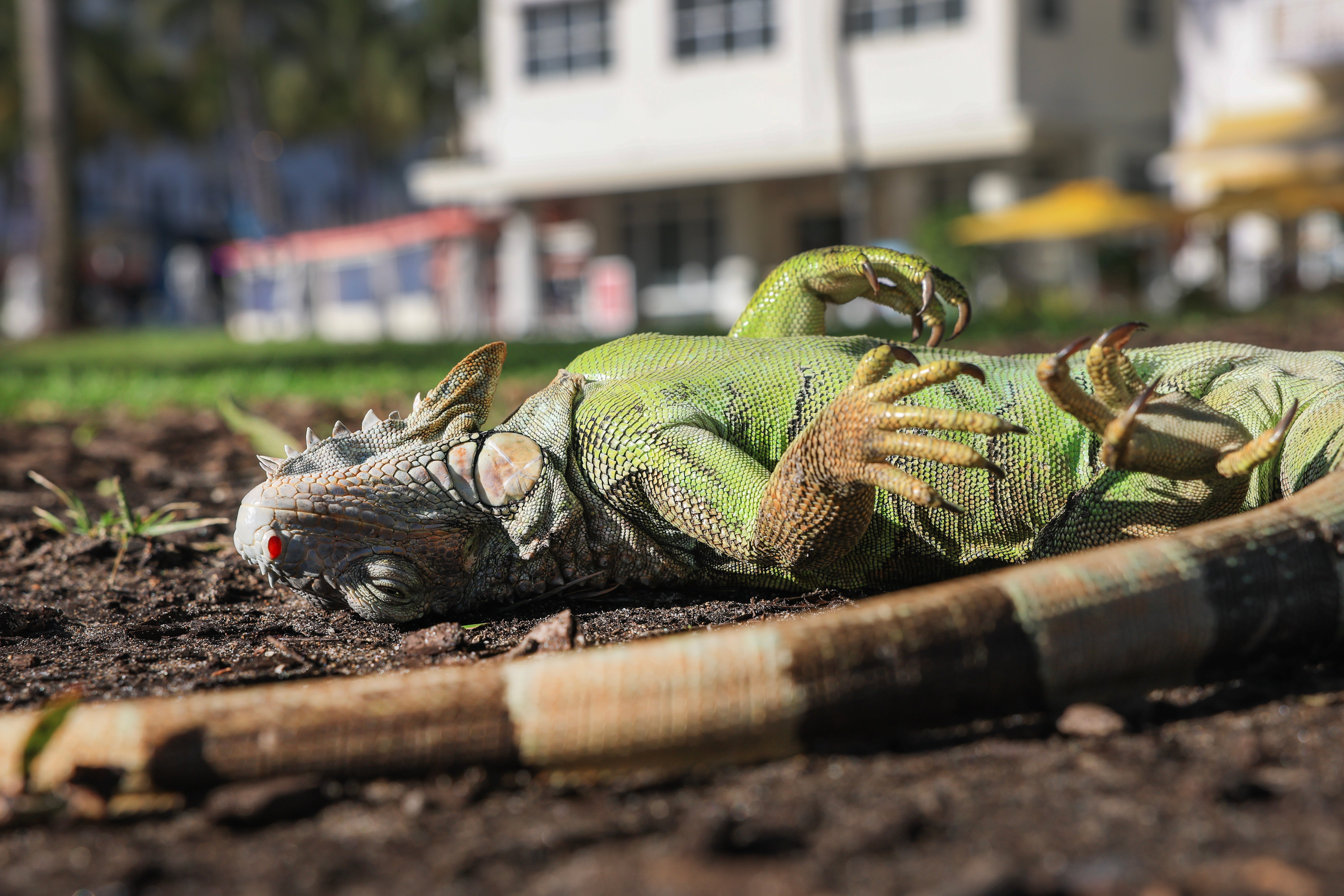 An unusual cold snap in South Florida left many green iguanas ‘cold-stunned,’ a condition in which lower temperatures temporarily immobilize the reptiles