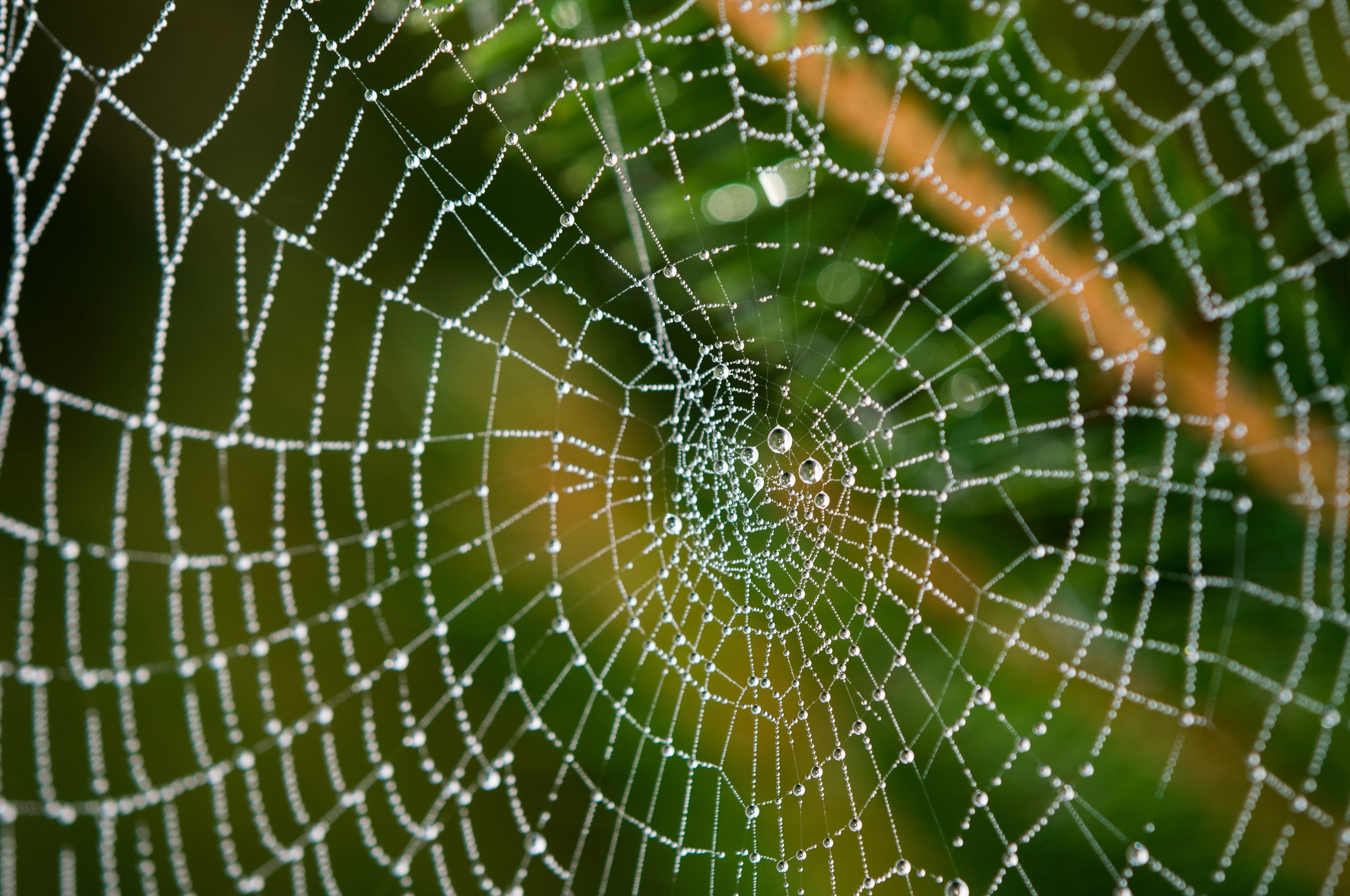 The strength and structure of the spider's silk fibres are said to be able to heal human nerve damage