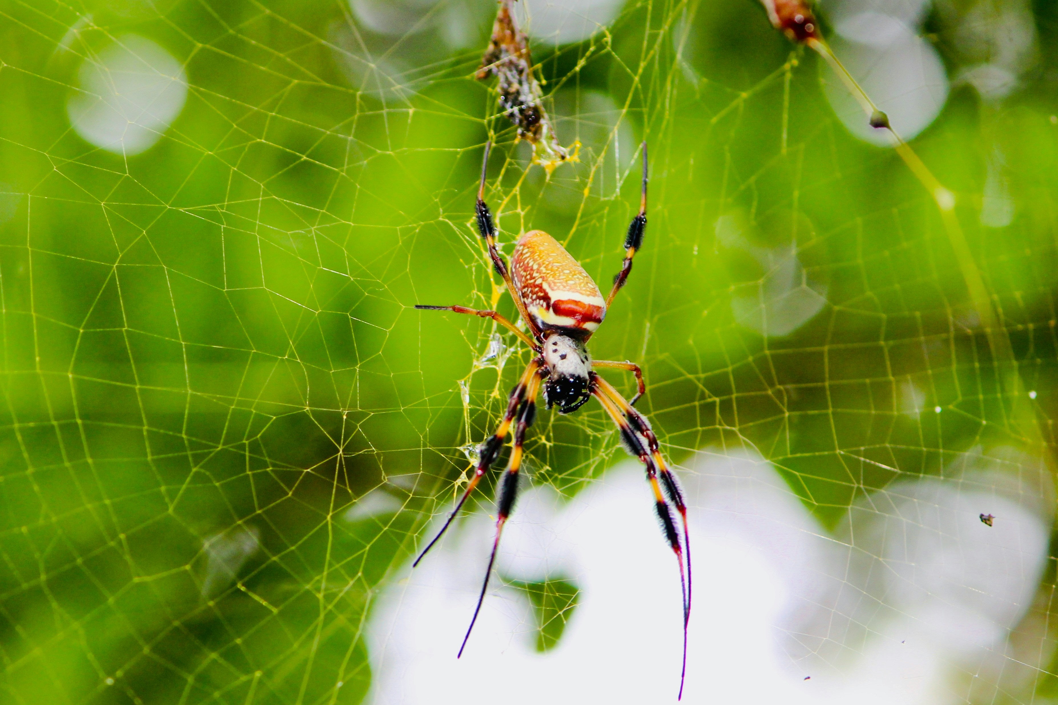 Often found sitting in large webs often more than a metre in diameter, golden-orb spiders are considered harmless to humans