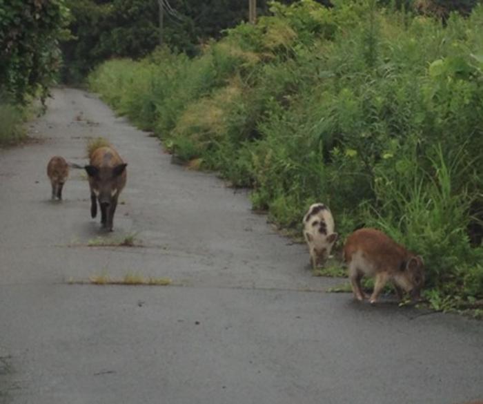 Wild boar with visible traits linked to domestic pig ancestry in Fukushima’s evacuation zone