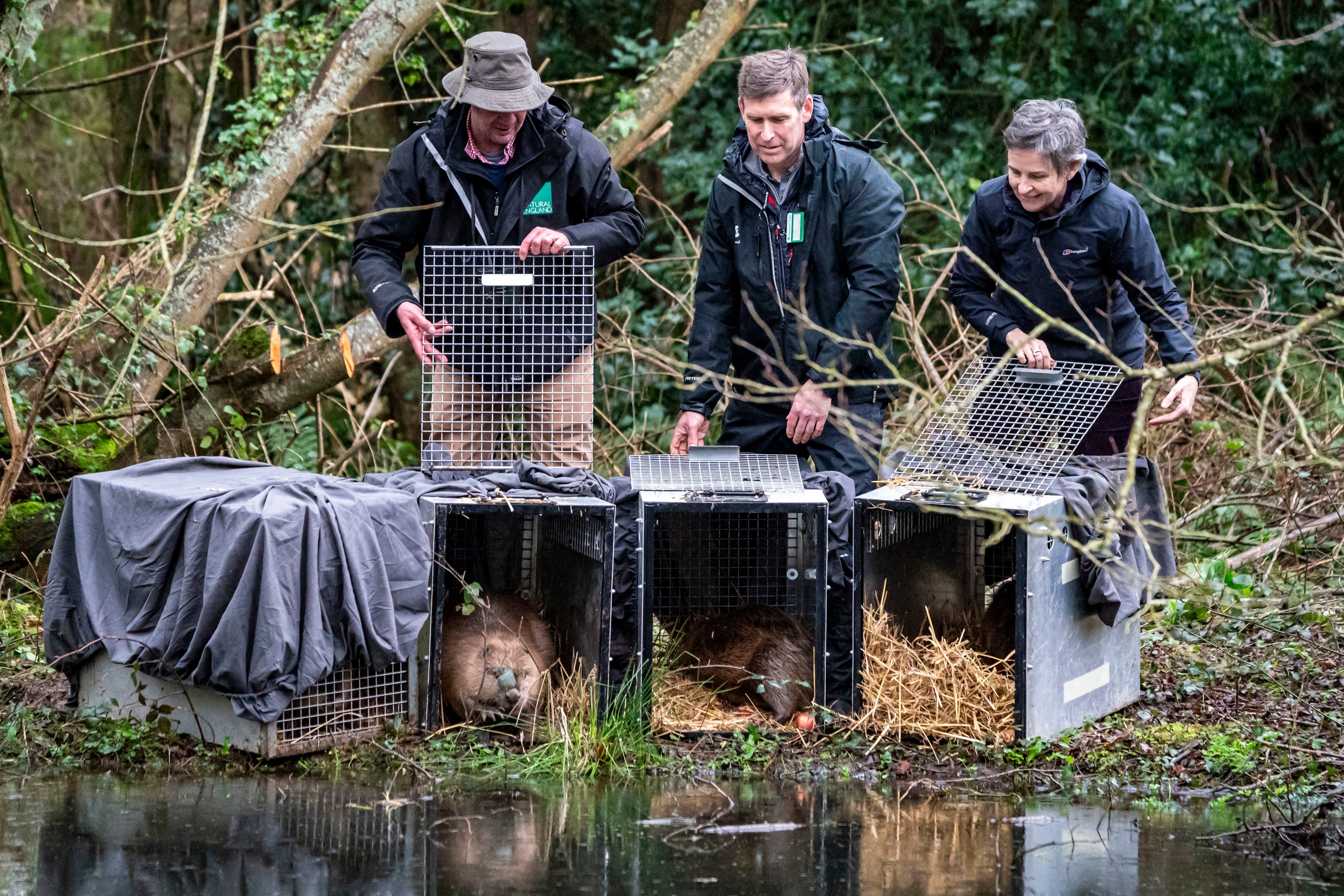 While beavers became extinct in Britain more than 400 years ago due to hunting for their pelts, meat and glands, they have made their way back to England’s rivers, through escapes from enclosures and illegal releases, and were given legal protection in 2022