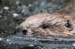 Beavers released into the wild to help ‘bring back nature’