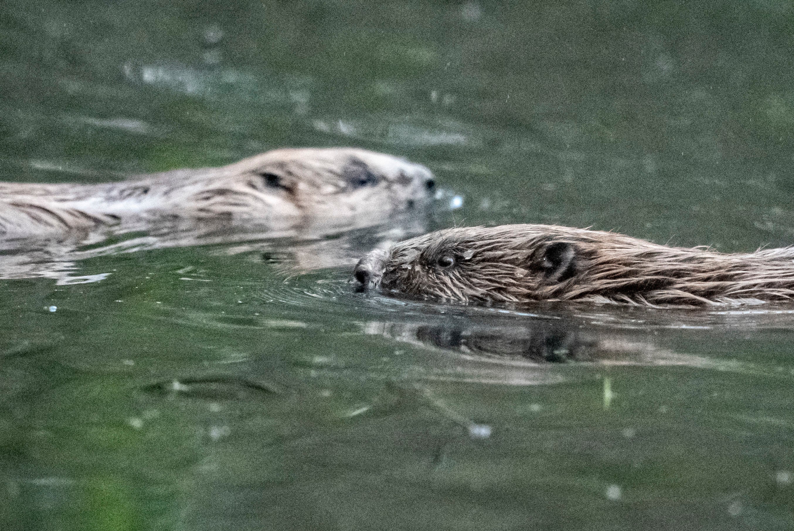 Ben Eardley, project manager at the National Trust, said beavers play a 'vital role' in slowing water flow, creating and holding wetland habitats, reducing erosion and improving water quality