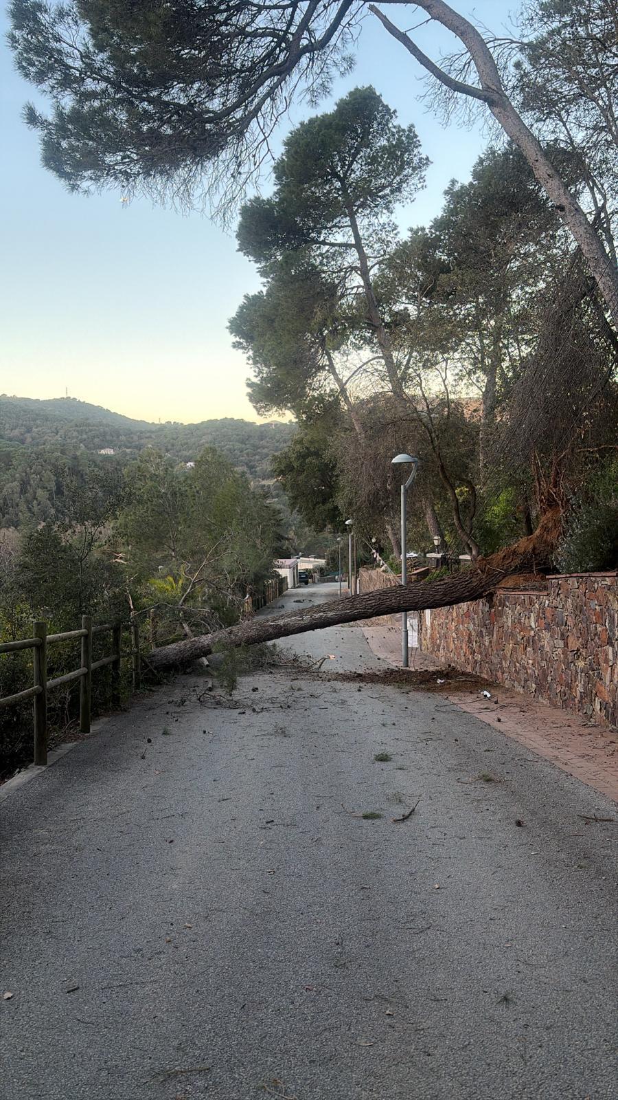 A fallen tree blocks Carrer Consol Balet, a road north of Barcelona city