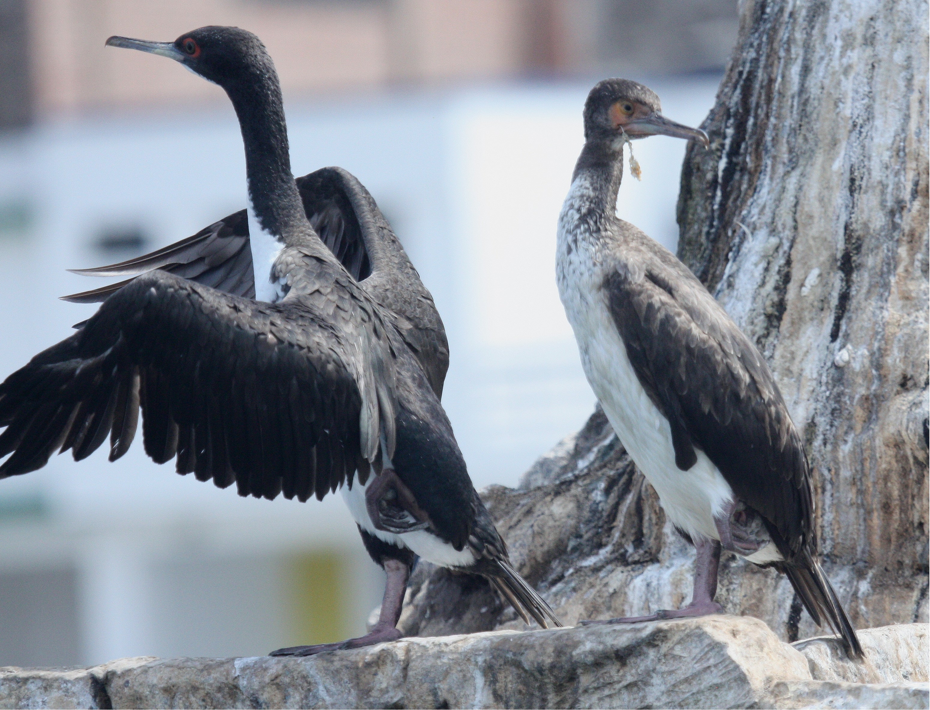 Peru's guanay cormorant or guanay shag is a key producer of guano