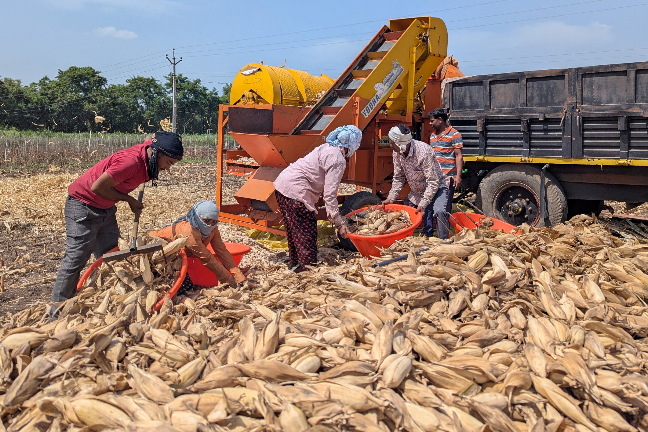 File: Farmers process harvested corn using a mechanical thresher to separate the grains from the cobs in a field in Chhatrapati Sambhajinagar district of the western state of Maharashtra