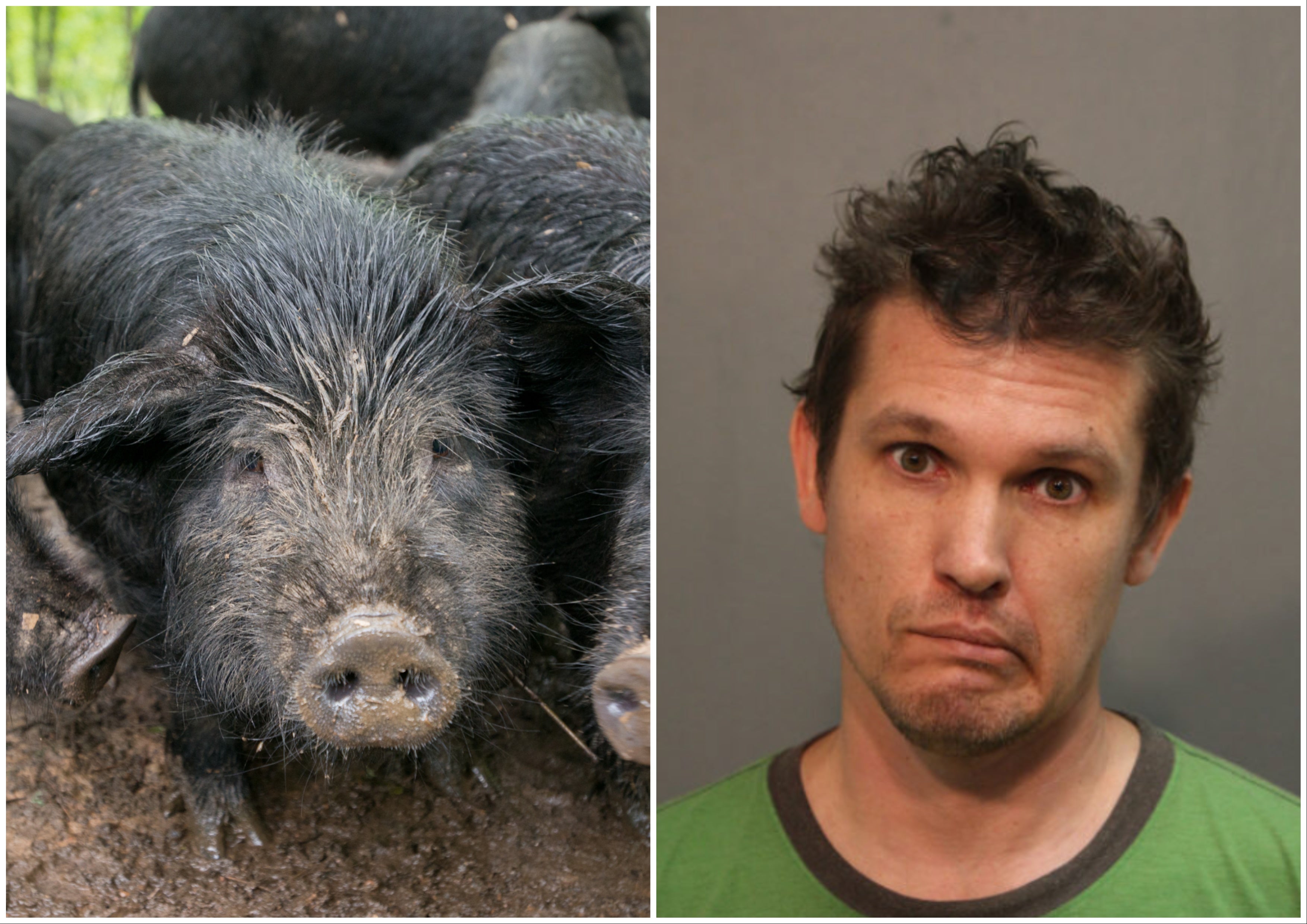 <p>Kenneth Mayle (right) is seeking custody of his emotional support pig, a 330-lb guinea hog, like this one, which his hometown of Chicago does not allow within city limits</p>