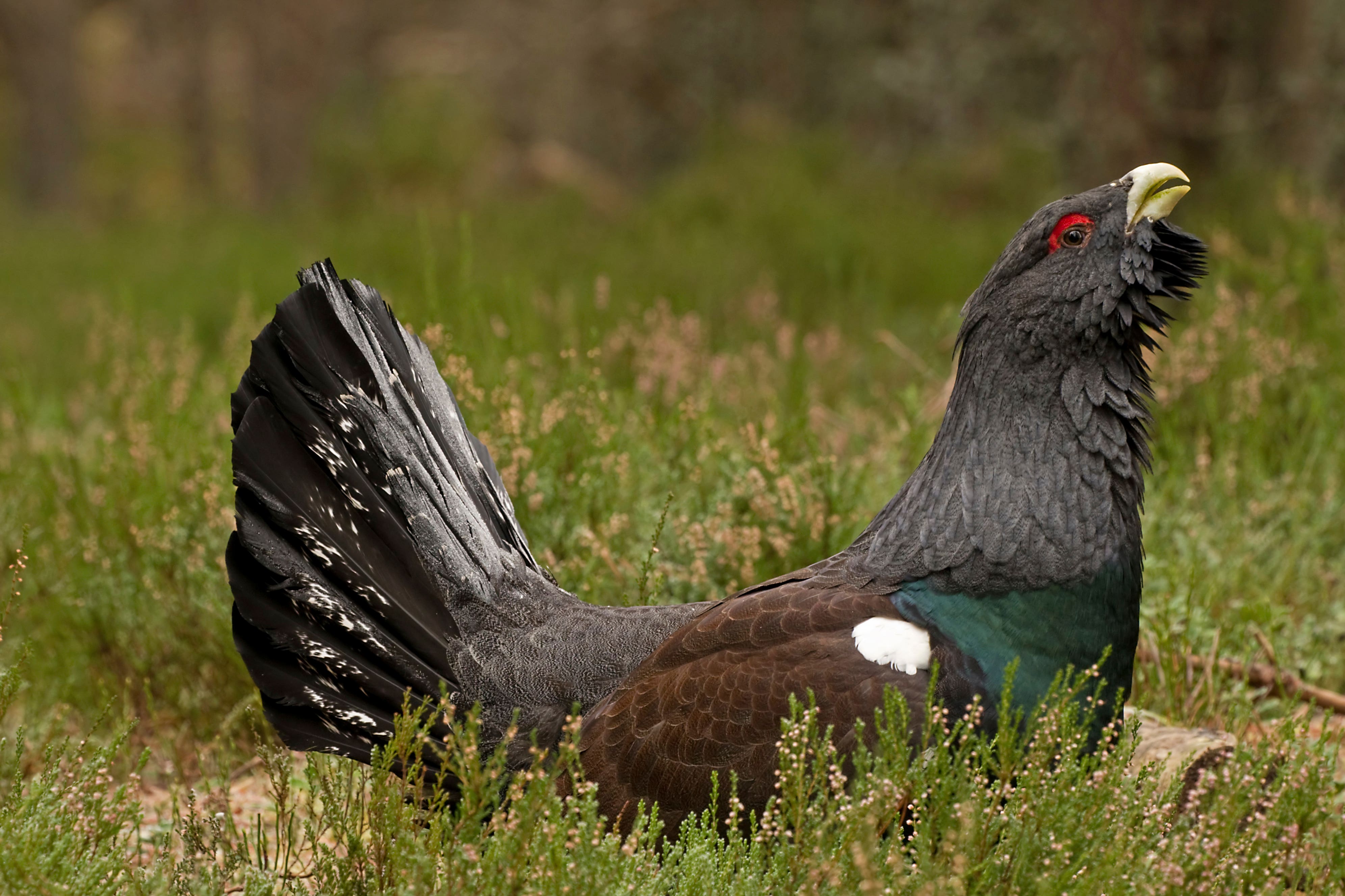 Capercaillie numbers have been declining significantly for decades (Dave Braddock/RSPB)