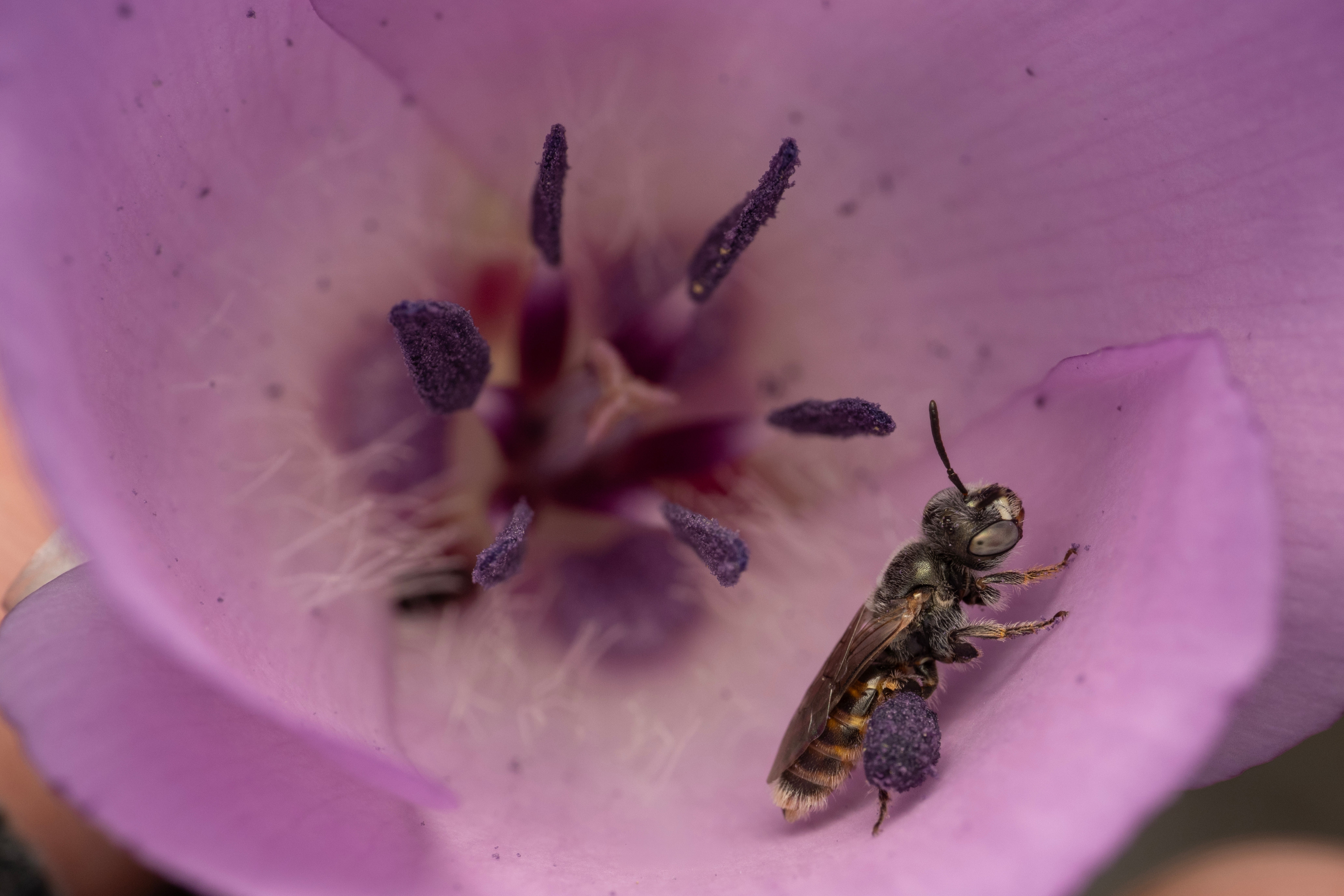 Photographing Bees