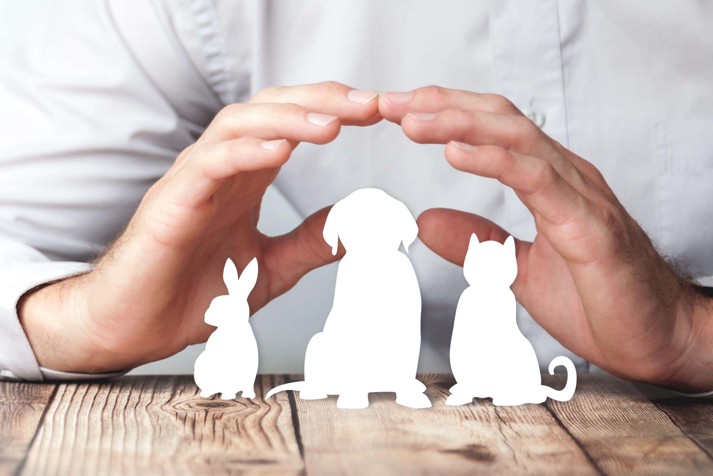 Protecting your pet’s health is an expensive business – here, a personal finance expert suggests ways to reduce the cost (Alamy/PA)